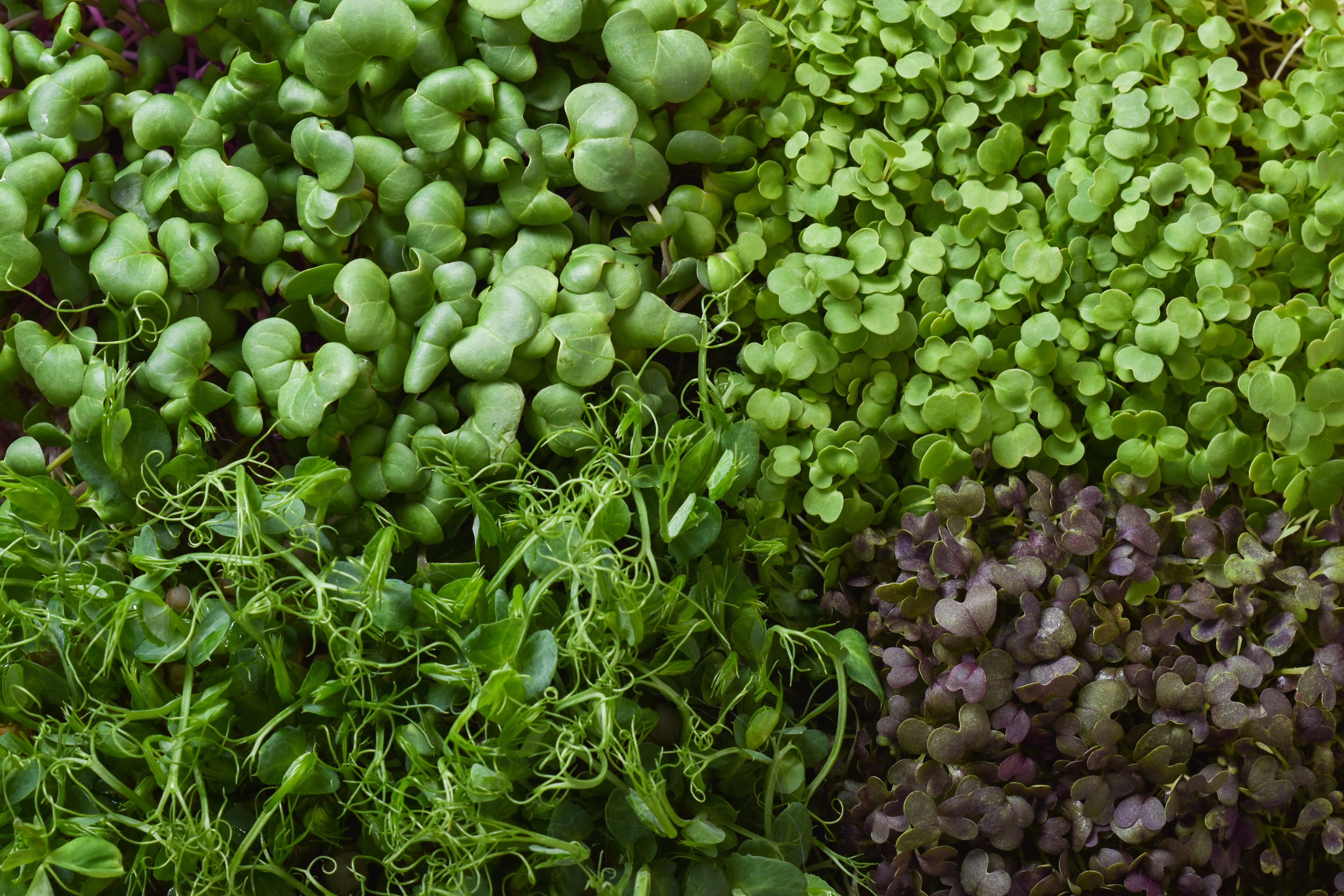 Diverse Microgreen Variety