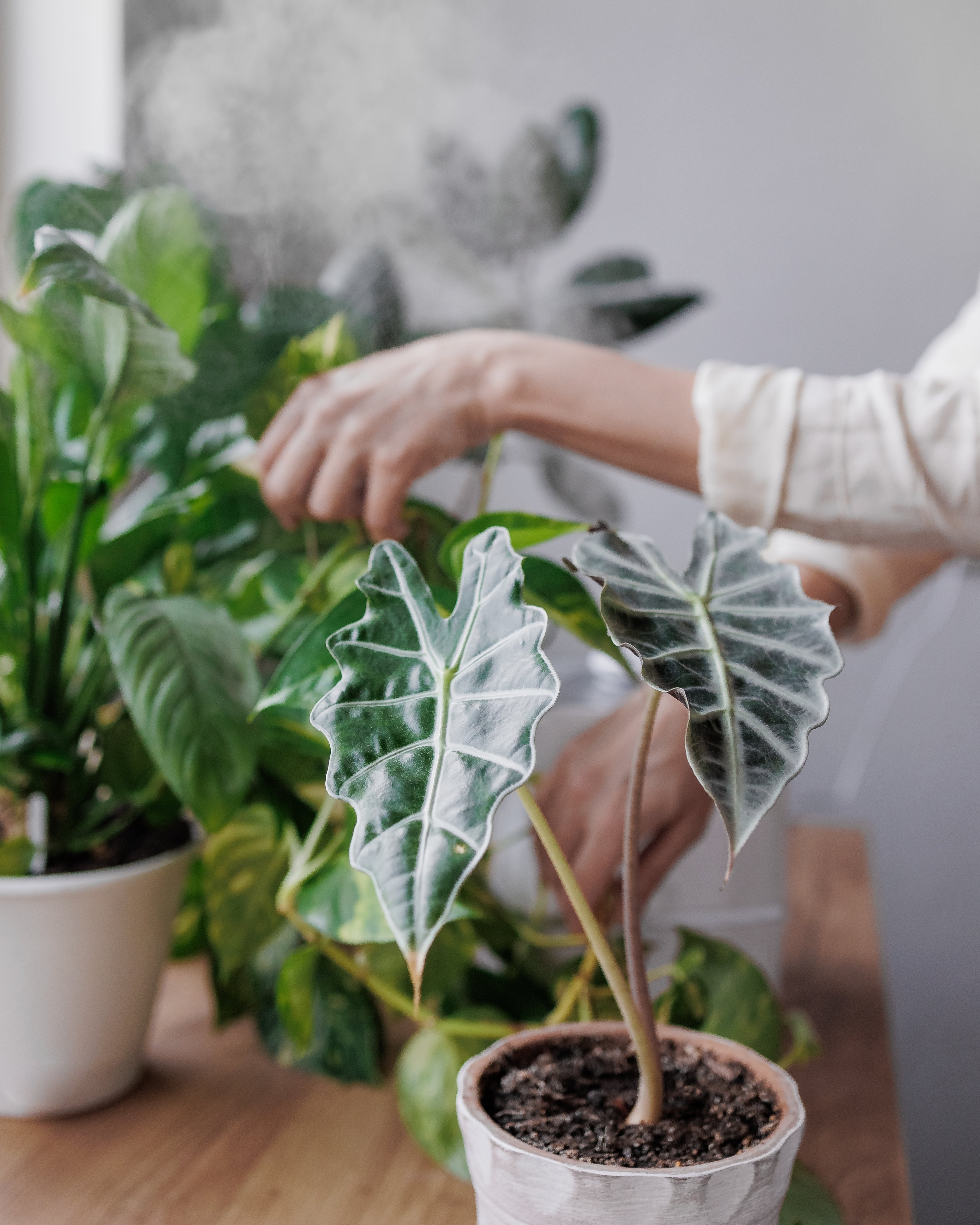 Vigorous Root Growth and Stable Plant Structure