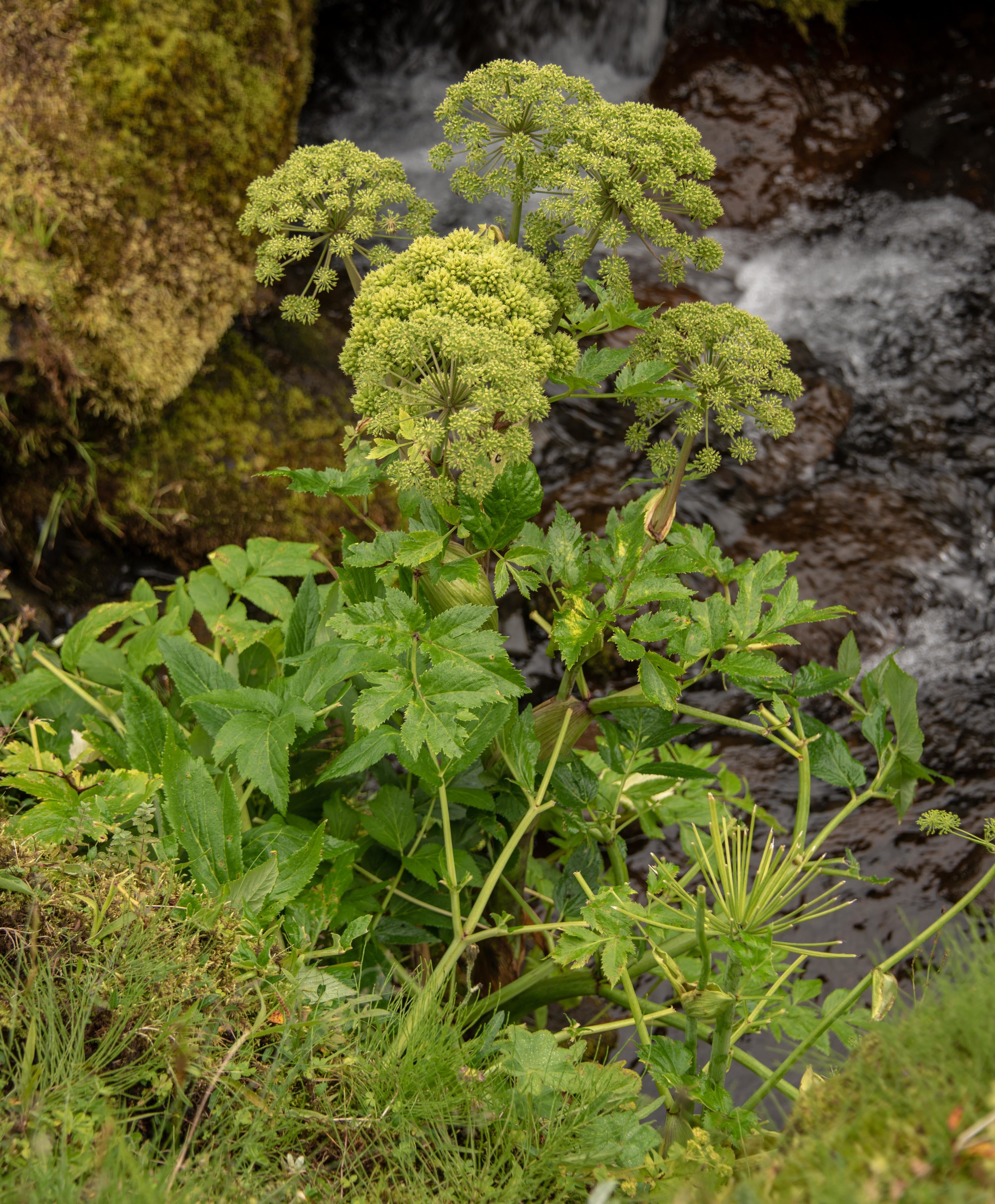 Enhanced Leaf Quality & Essential Oil Formation