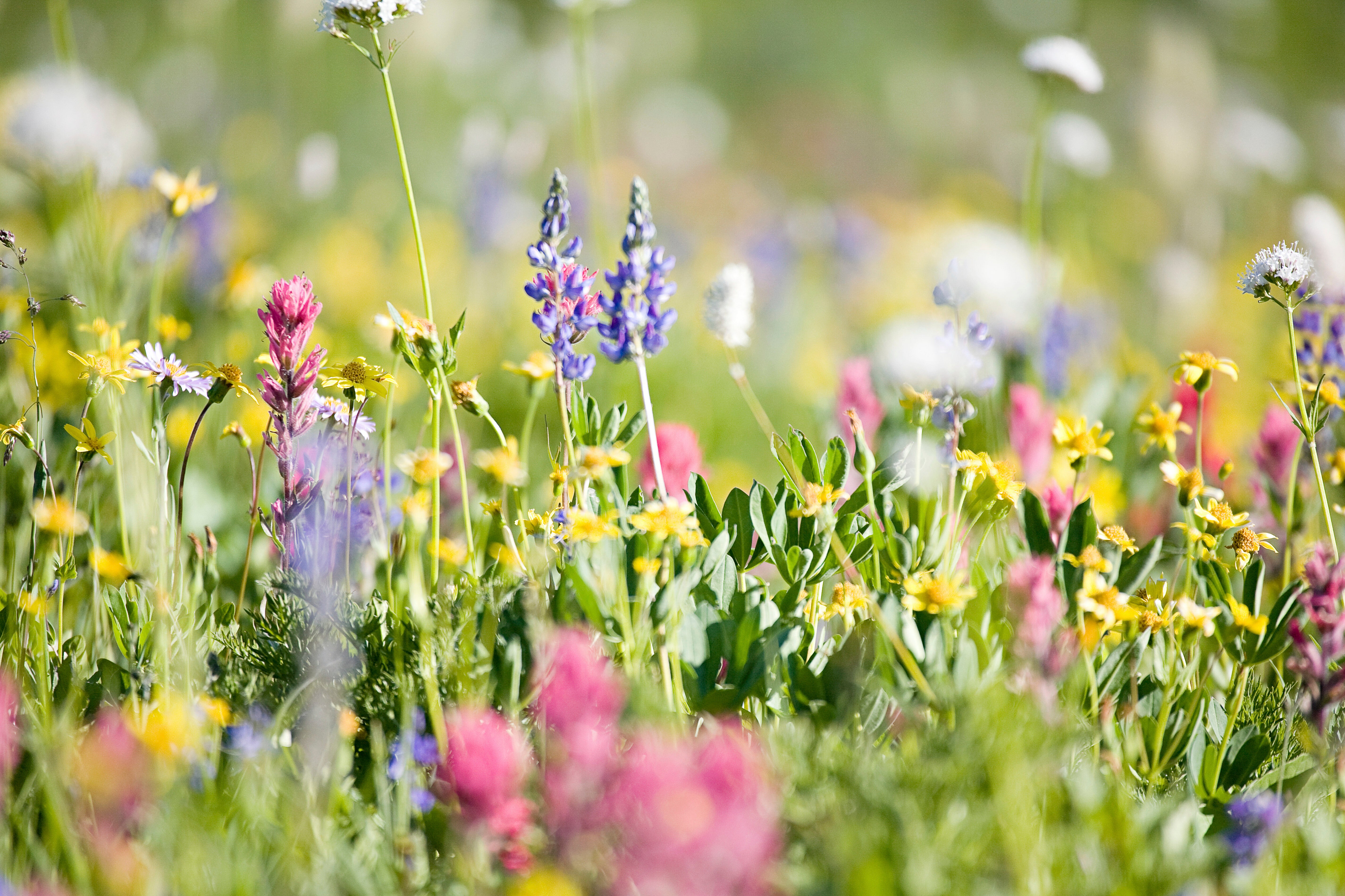 Improves Soil Structure & Aeration