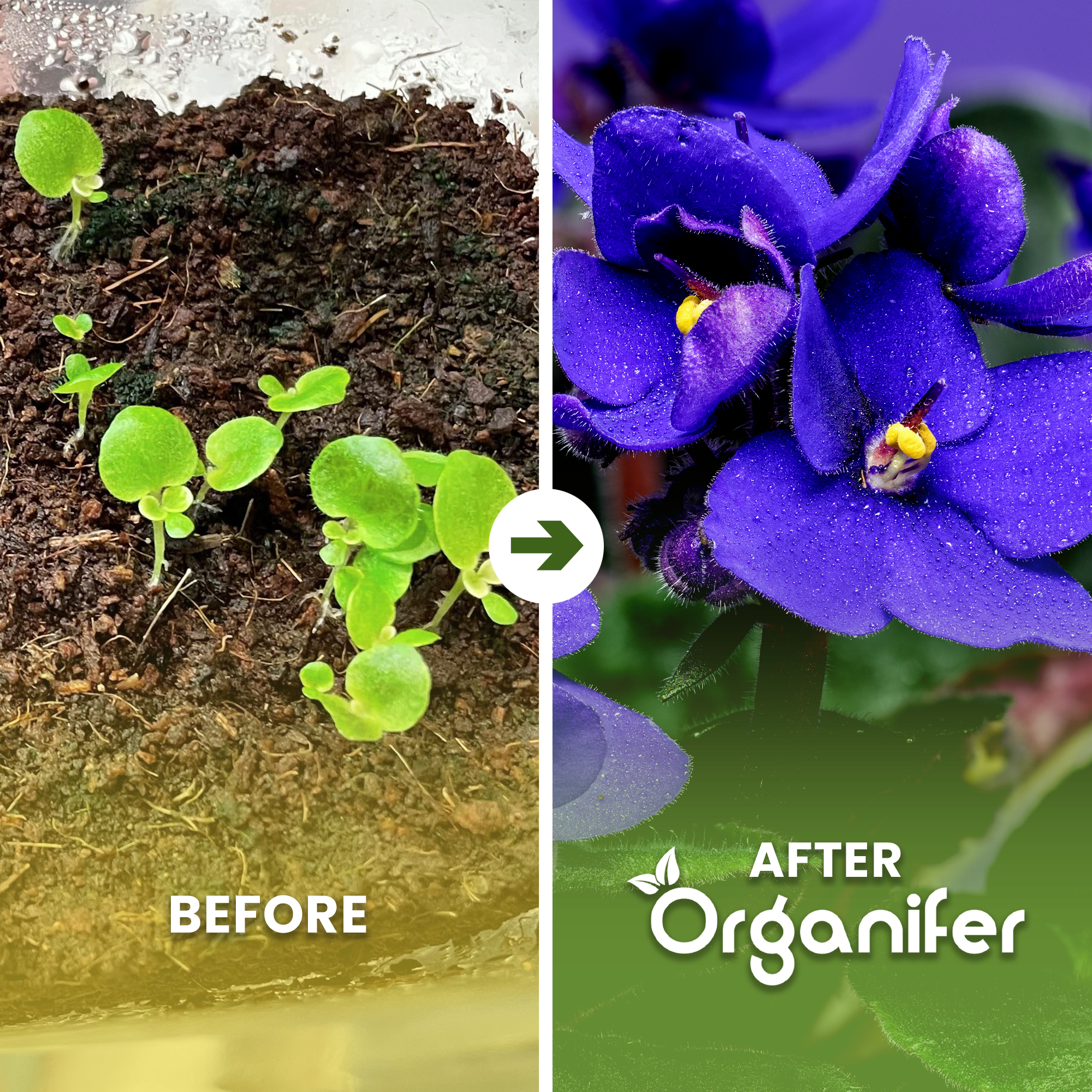 african violet befoure -after