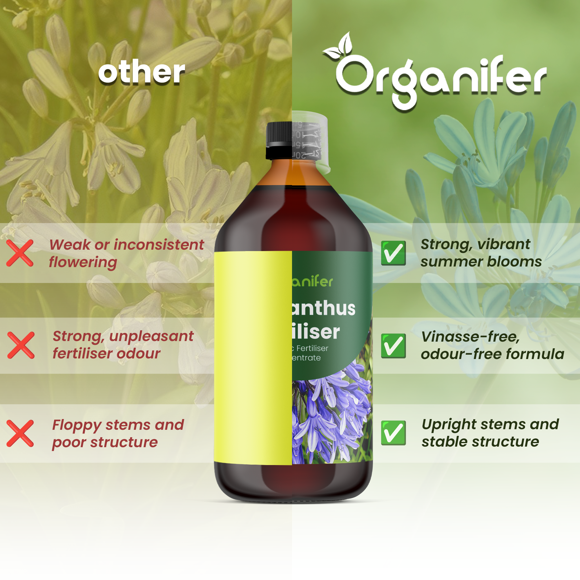 agapanthus comparison english