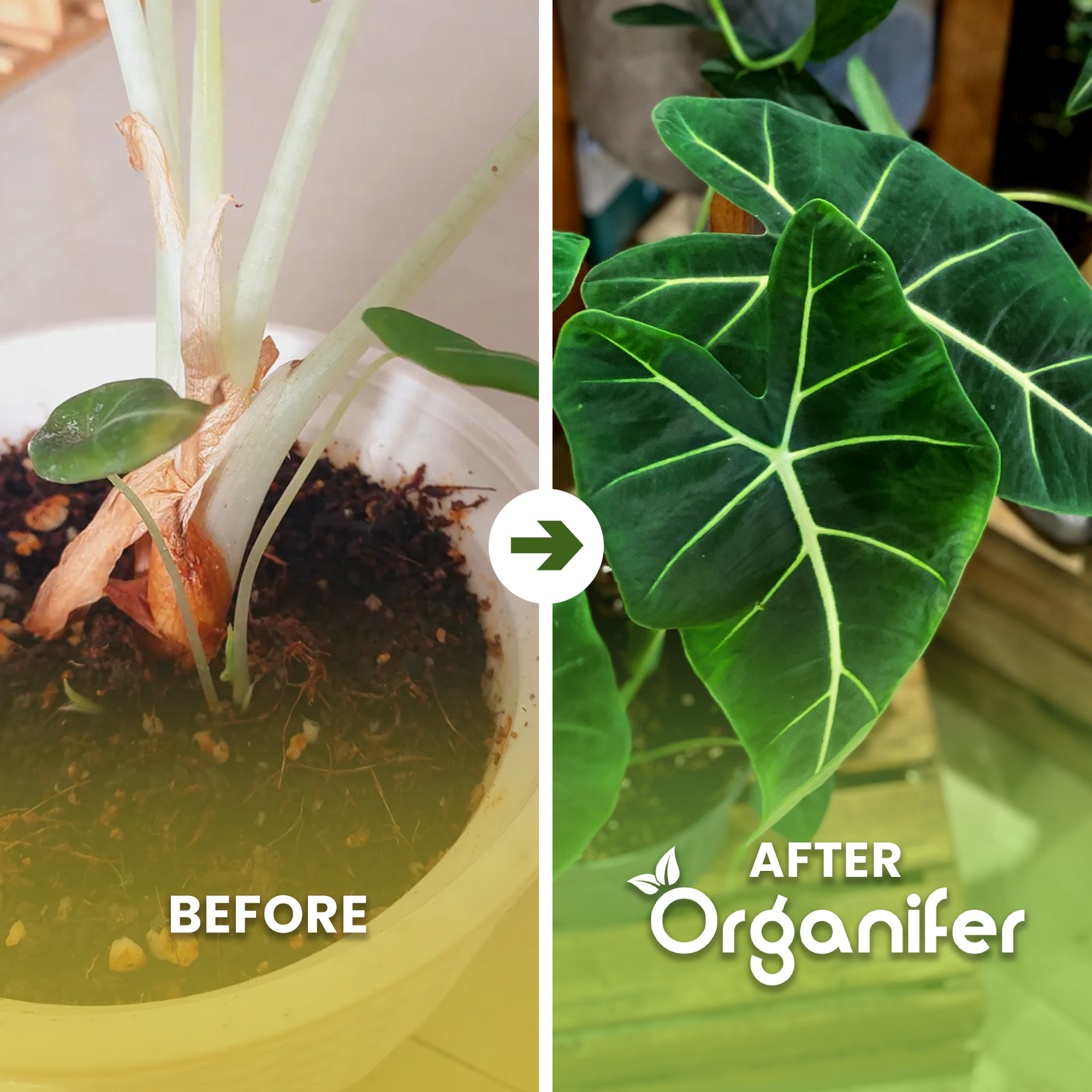 alocasia b/a english