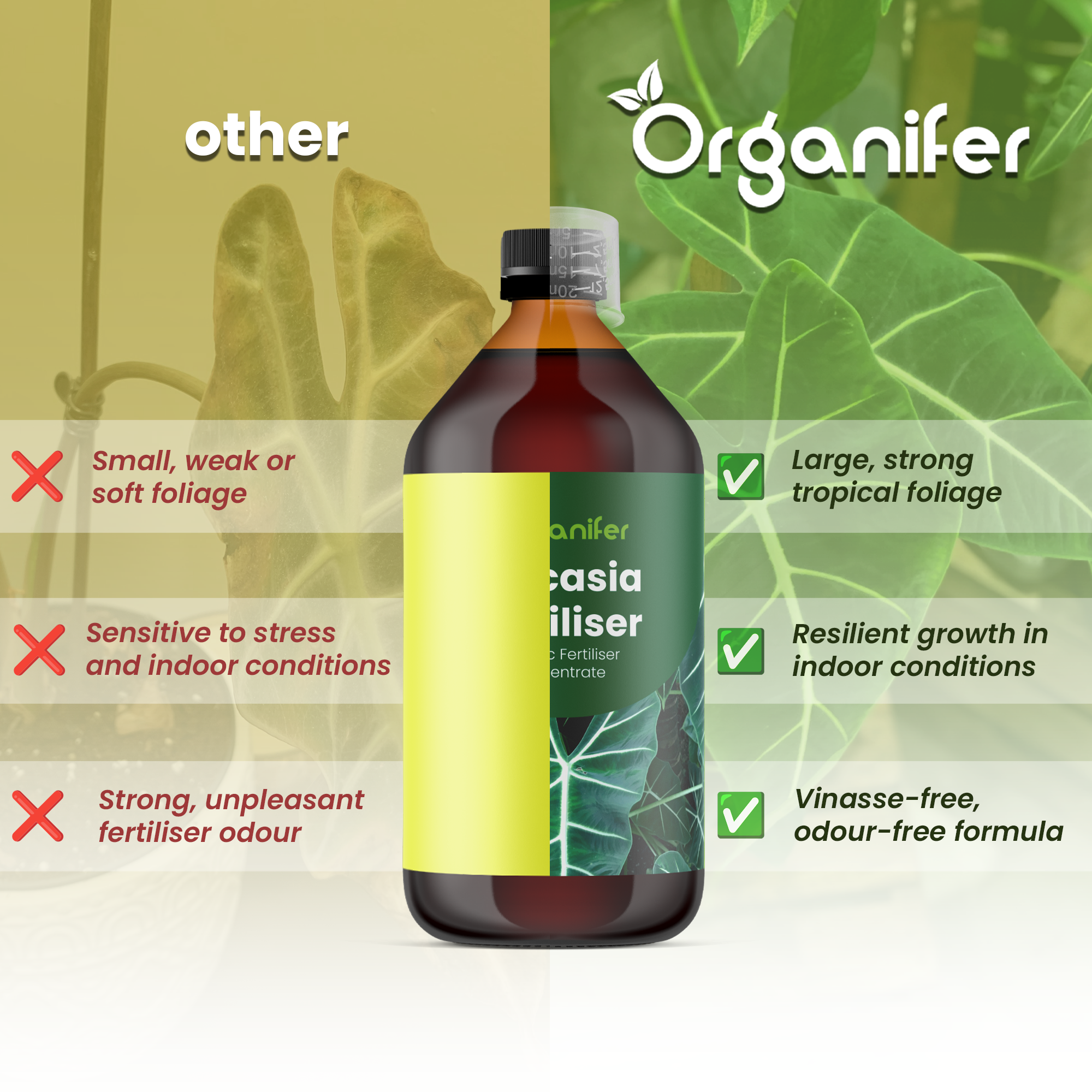 alocasia comparison english