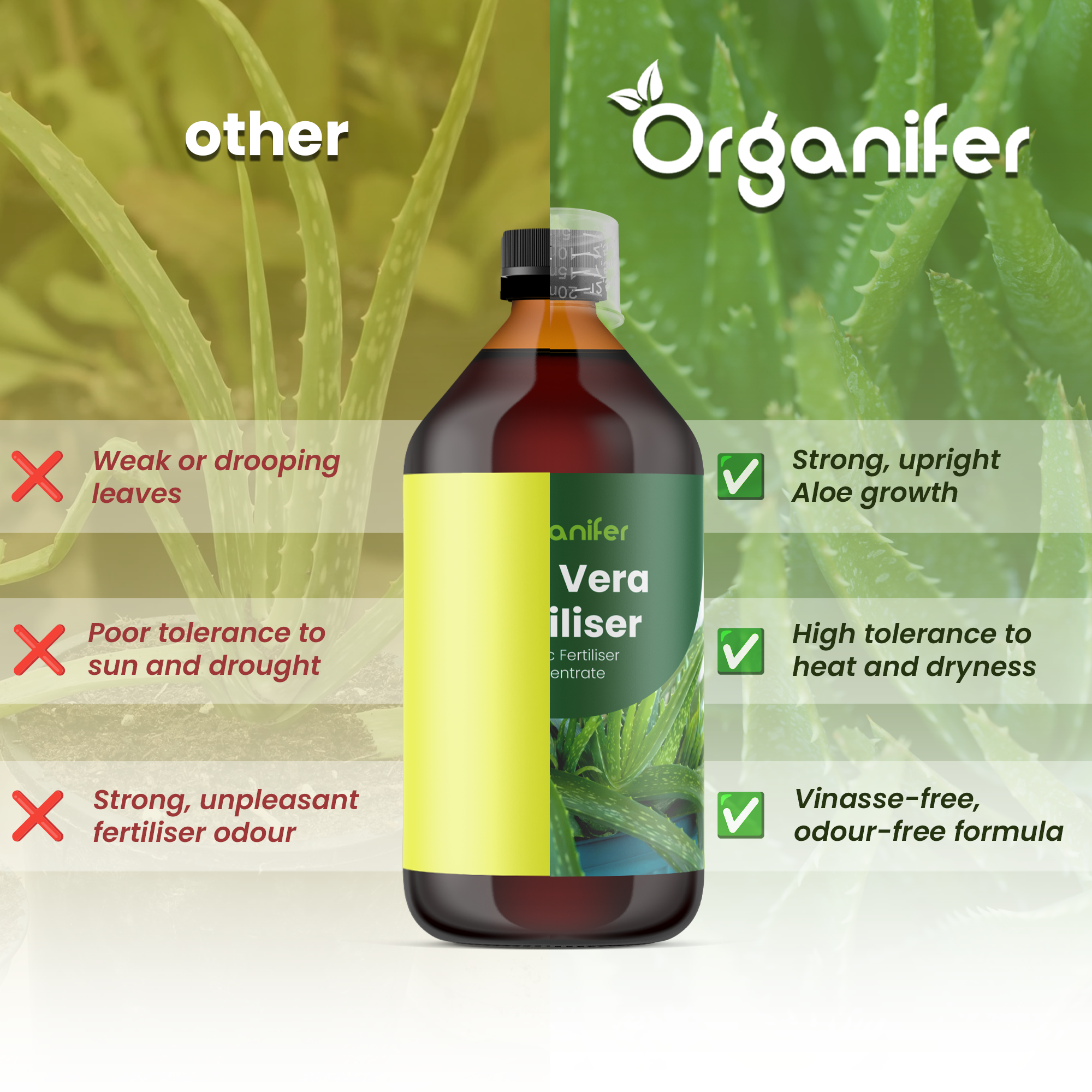 aloe vera comparison english