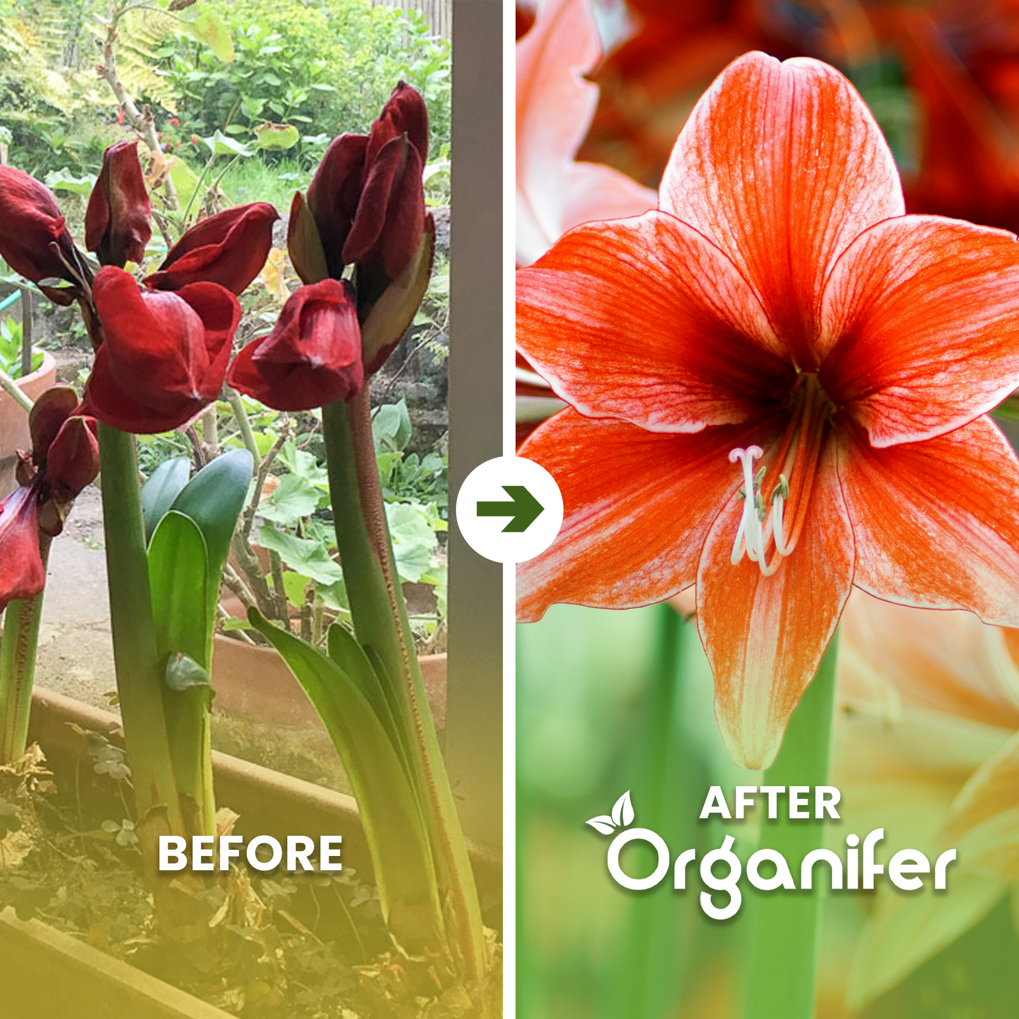 amaryllis b/a english