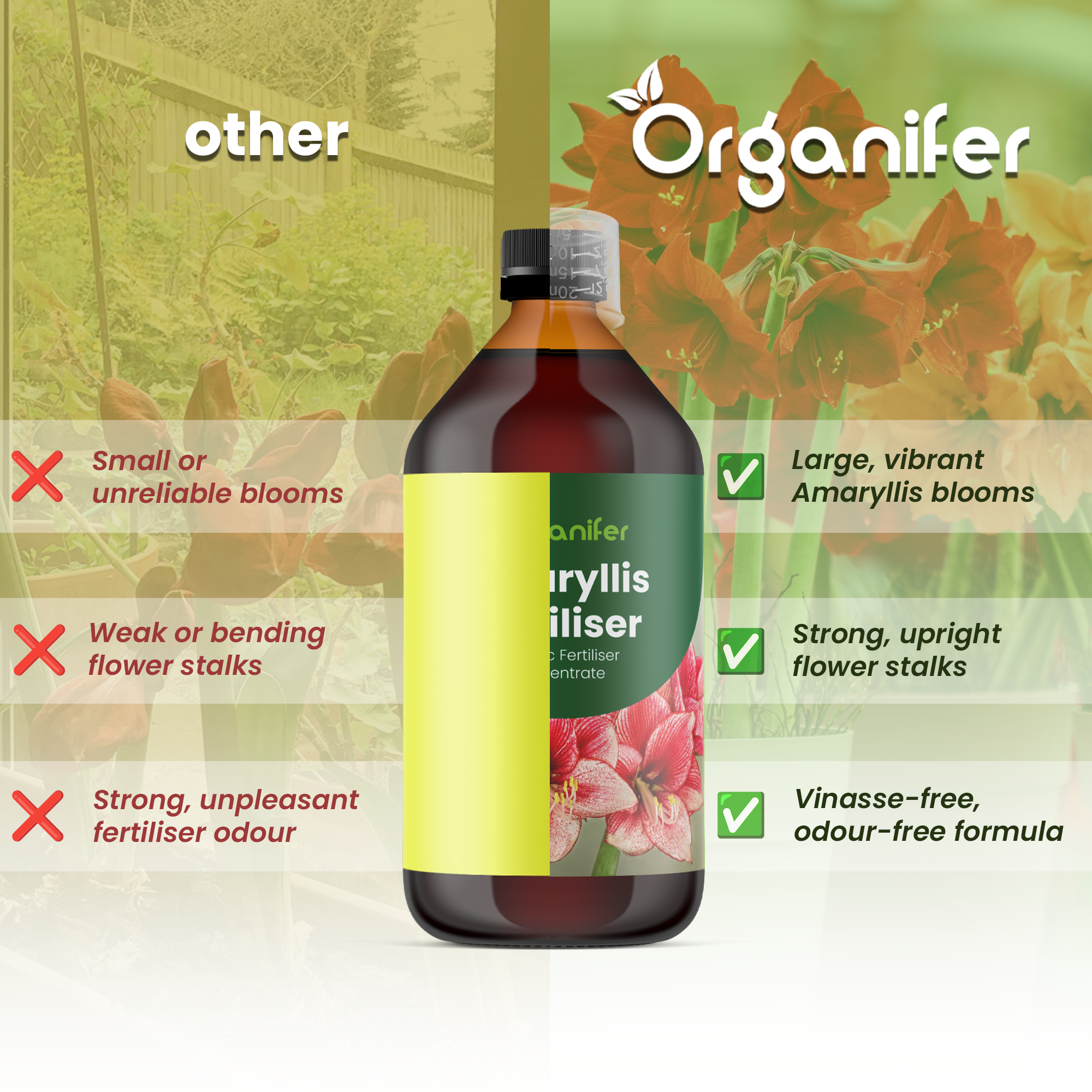 amaryllis comparison