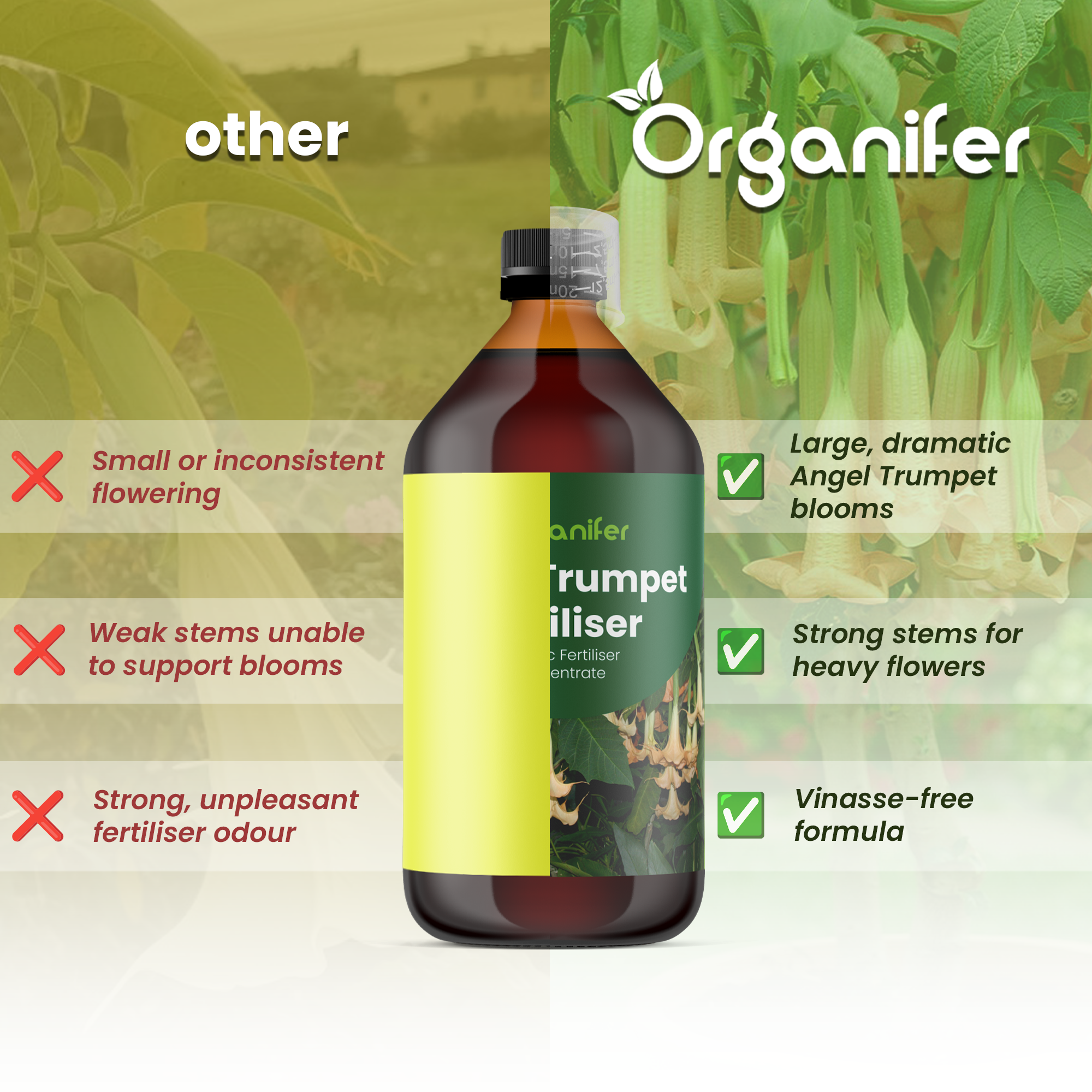 angel trumpet comparison english