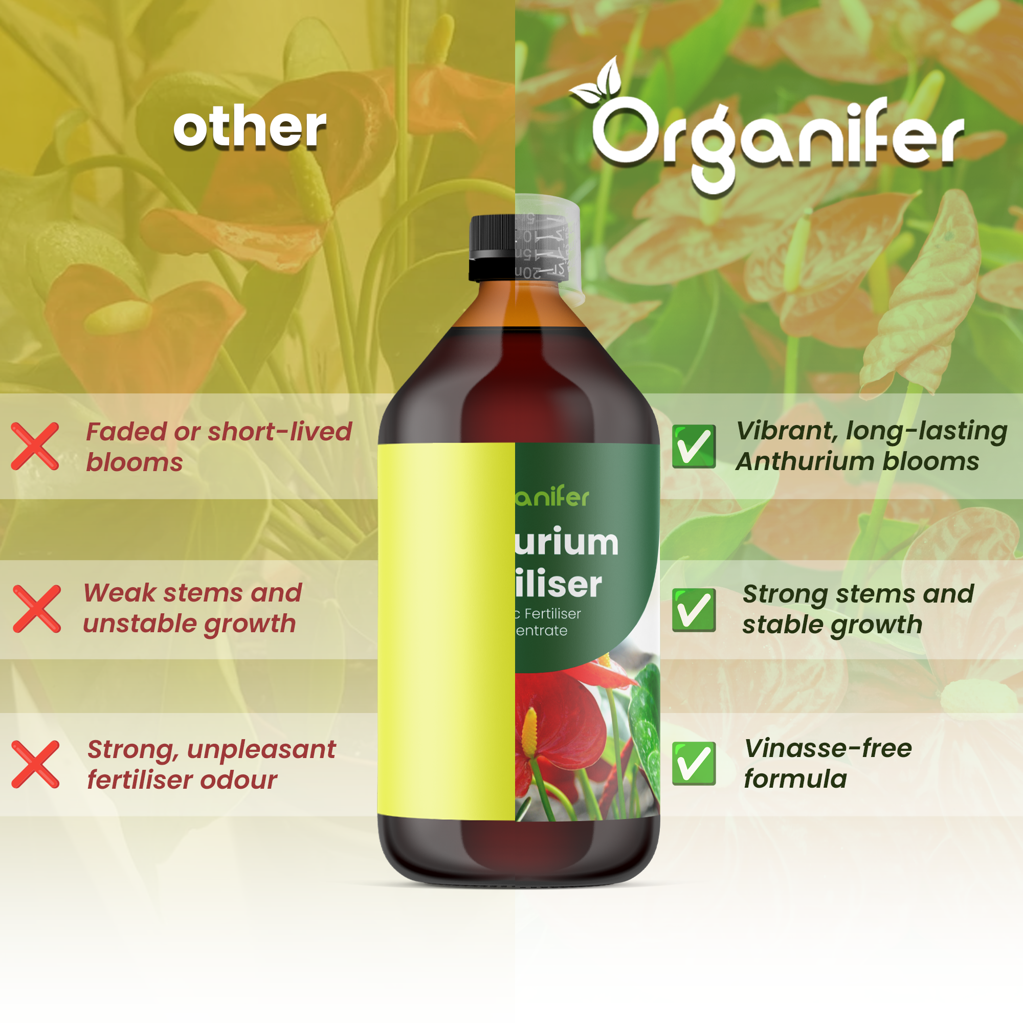 anthurium comparison english