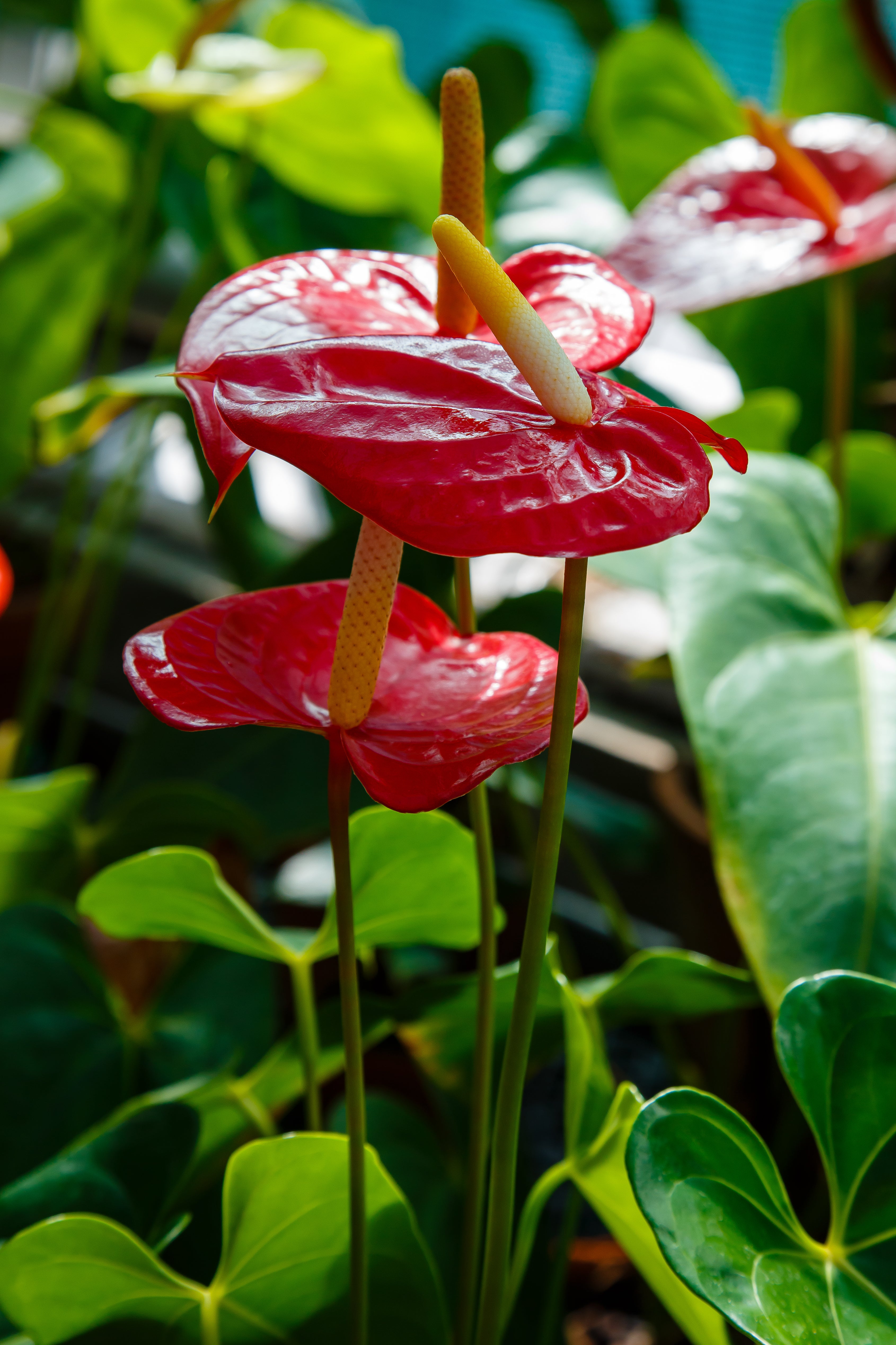 Strong Root Development and Stable Plant Growth