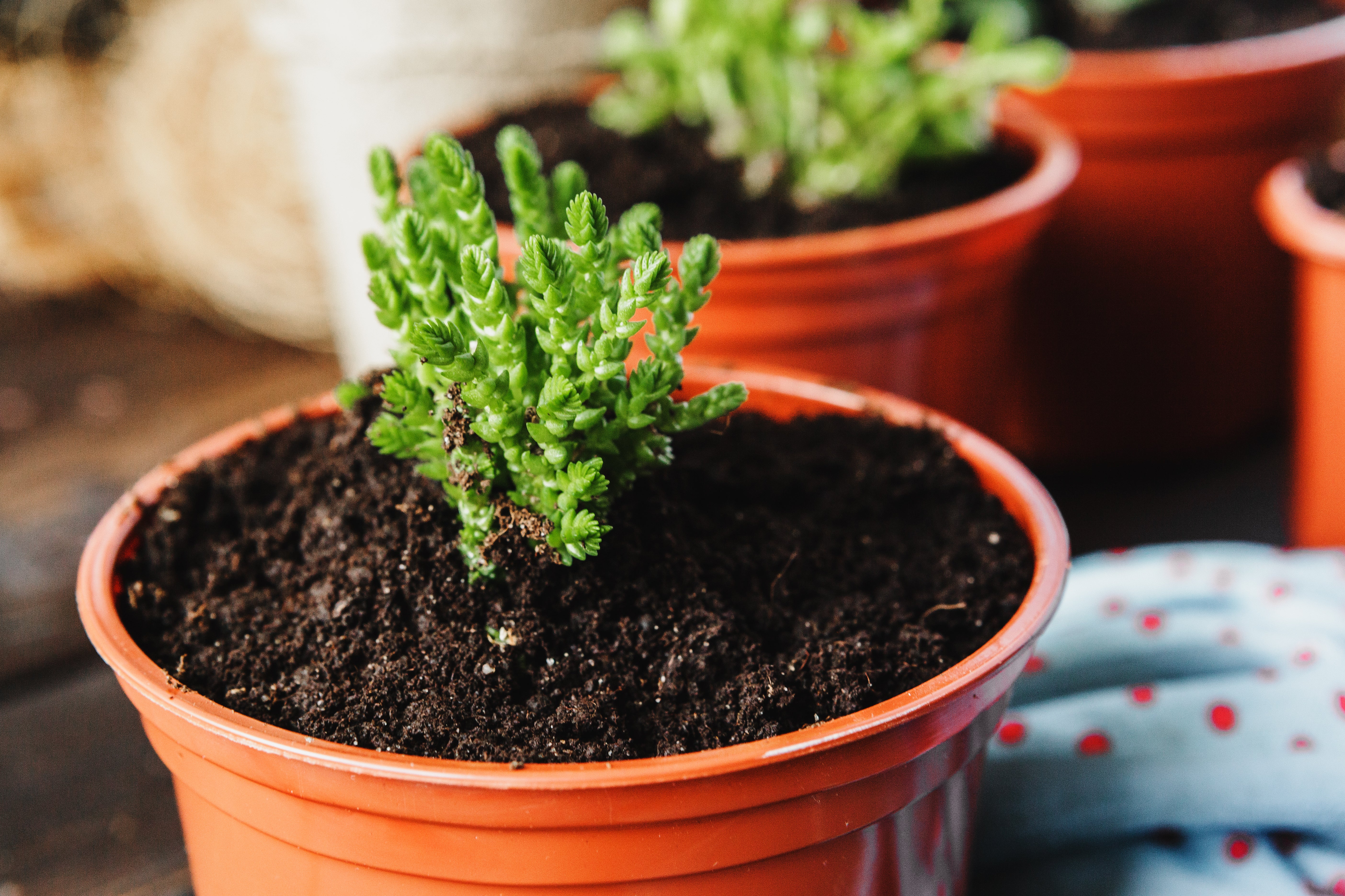 Improves Clay Soil Structure & Workability