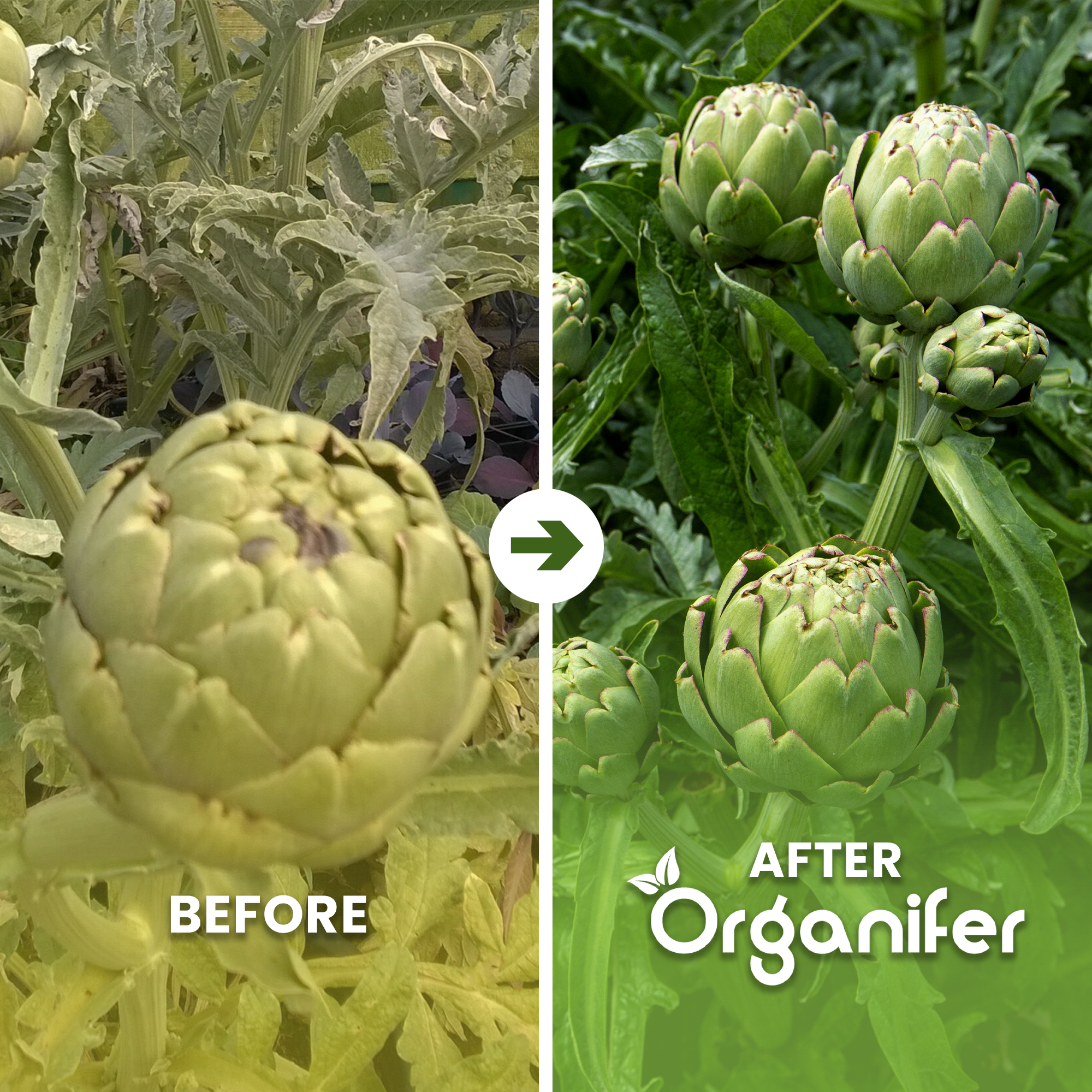 artichoke ba english