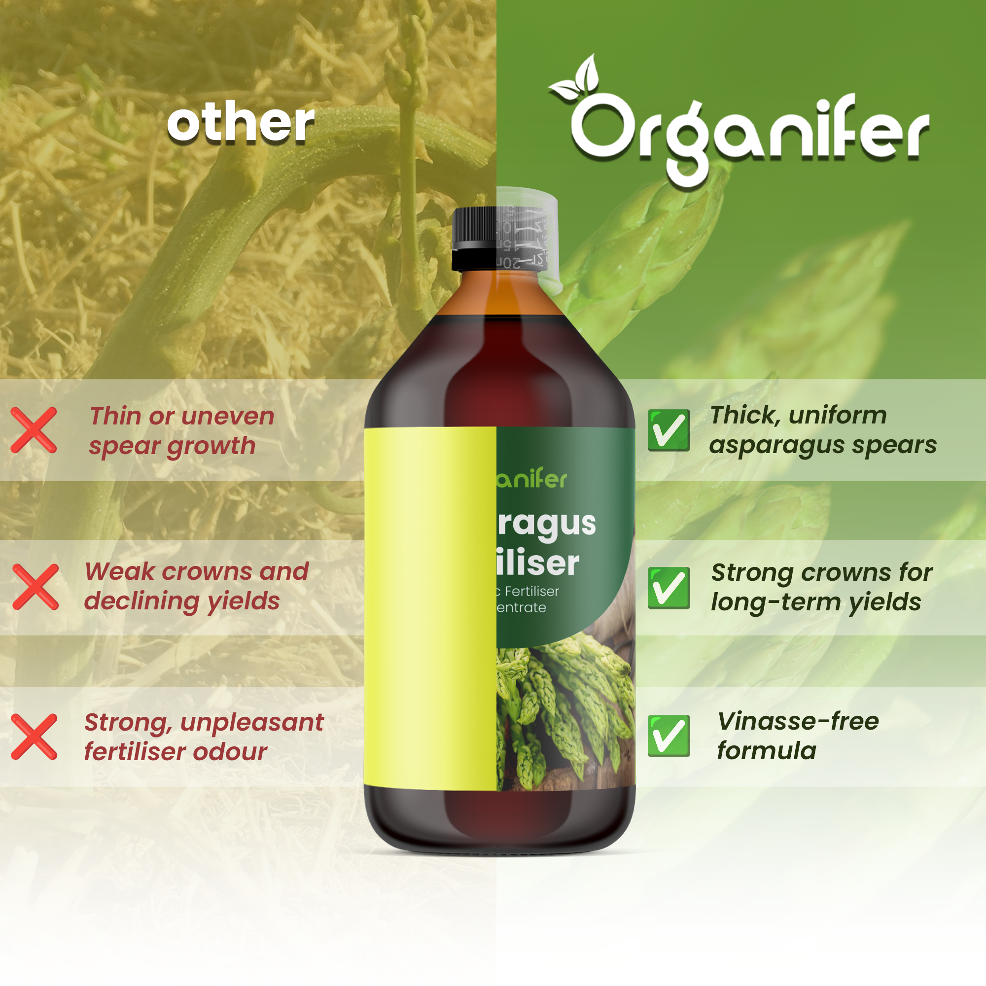 asparagus comparison english