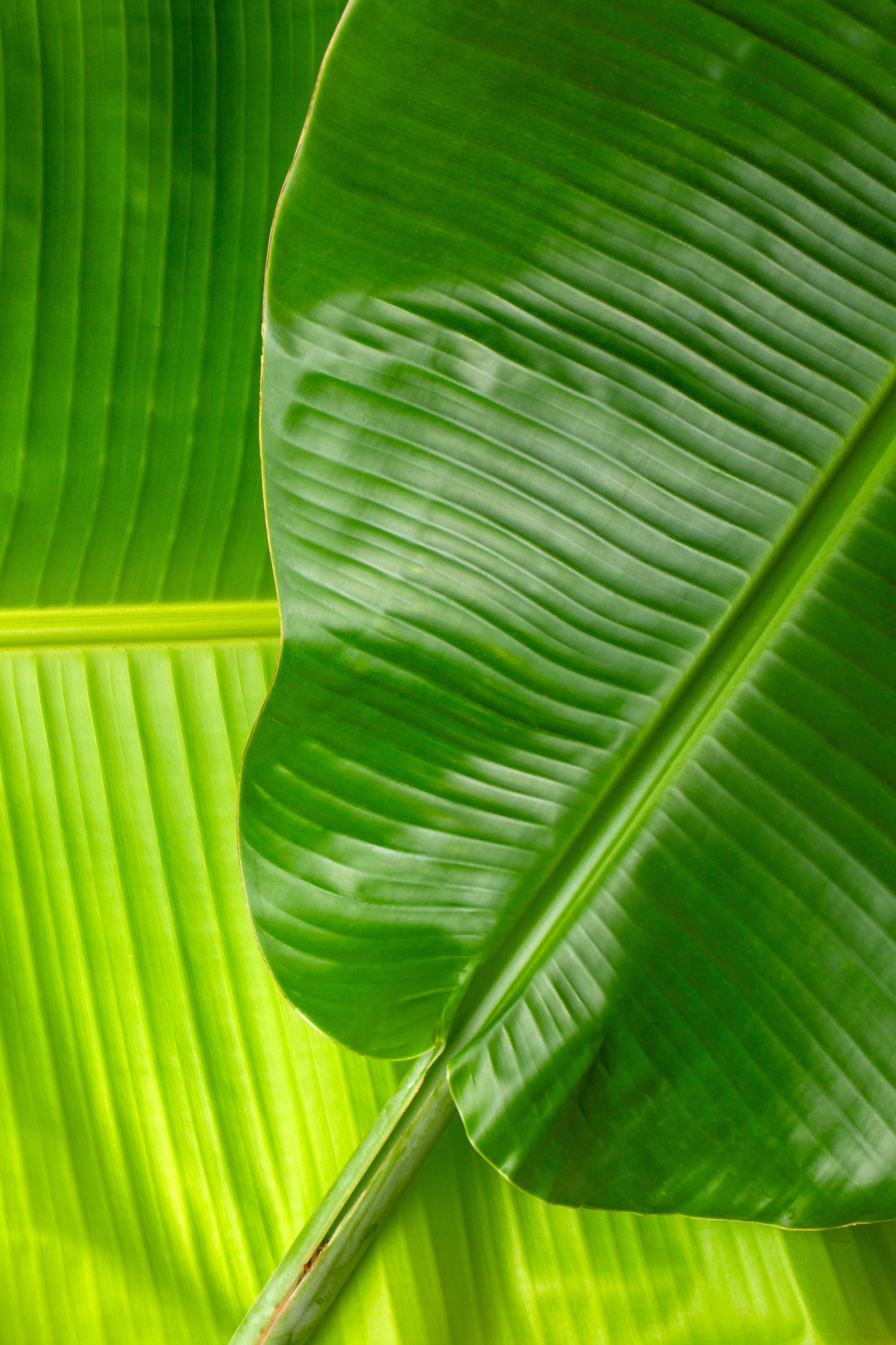 Vigorous Banana Growth and Large Tropical Leaves
