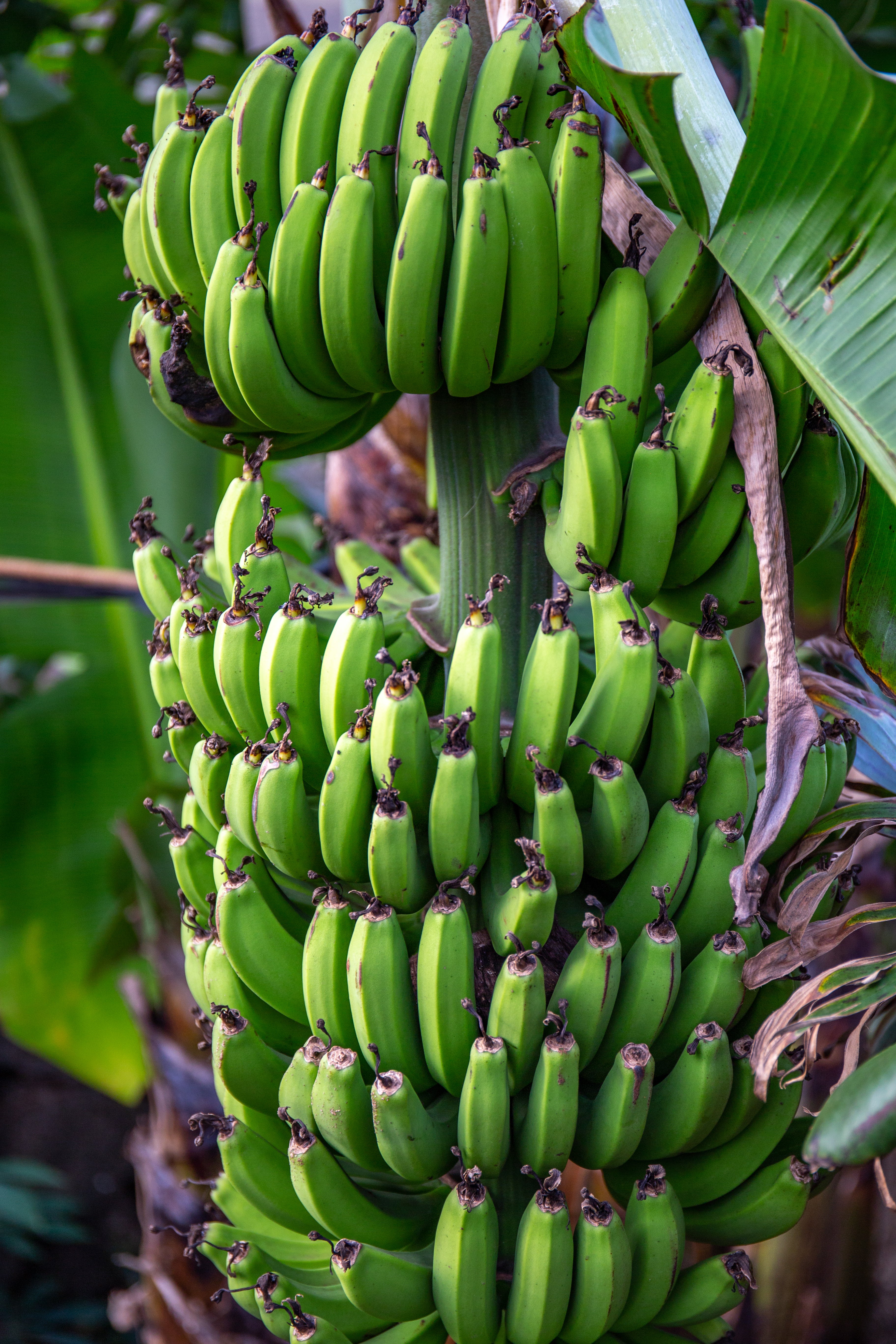 Strong Pseudostems for Structural Stability