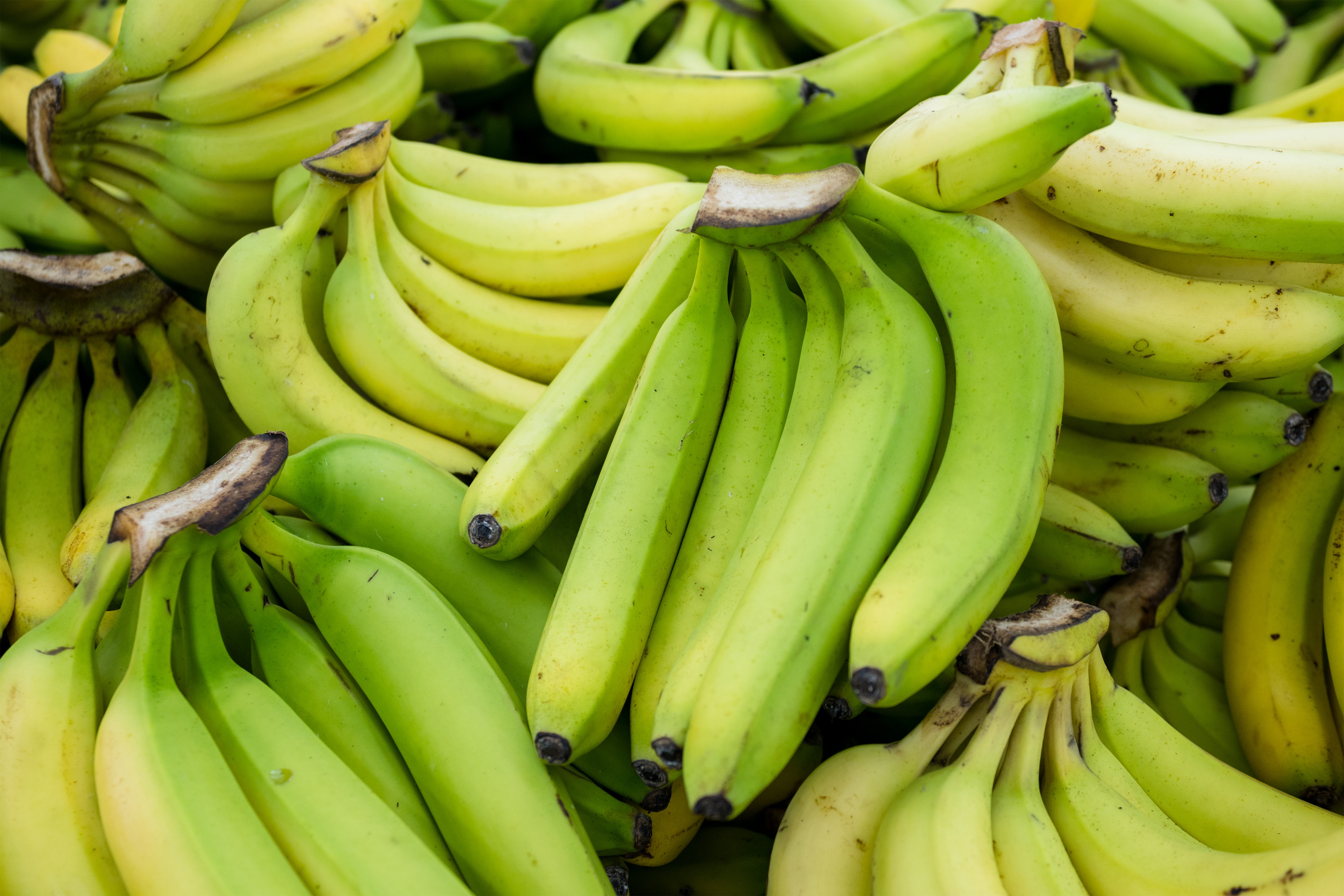 Deep Root Development and Efficient Water Uptake