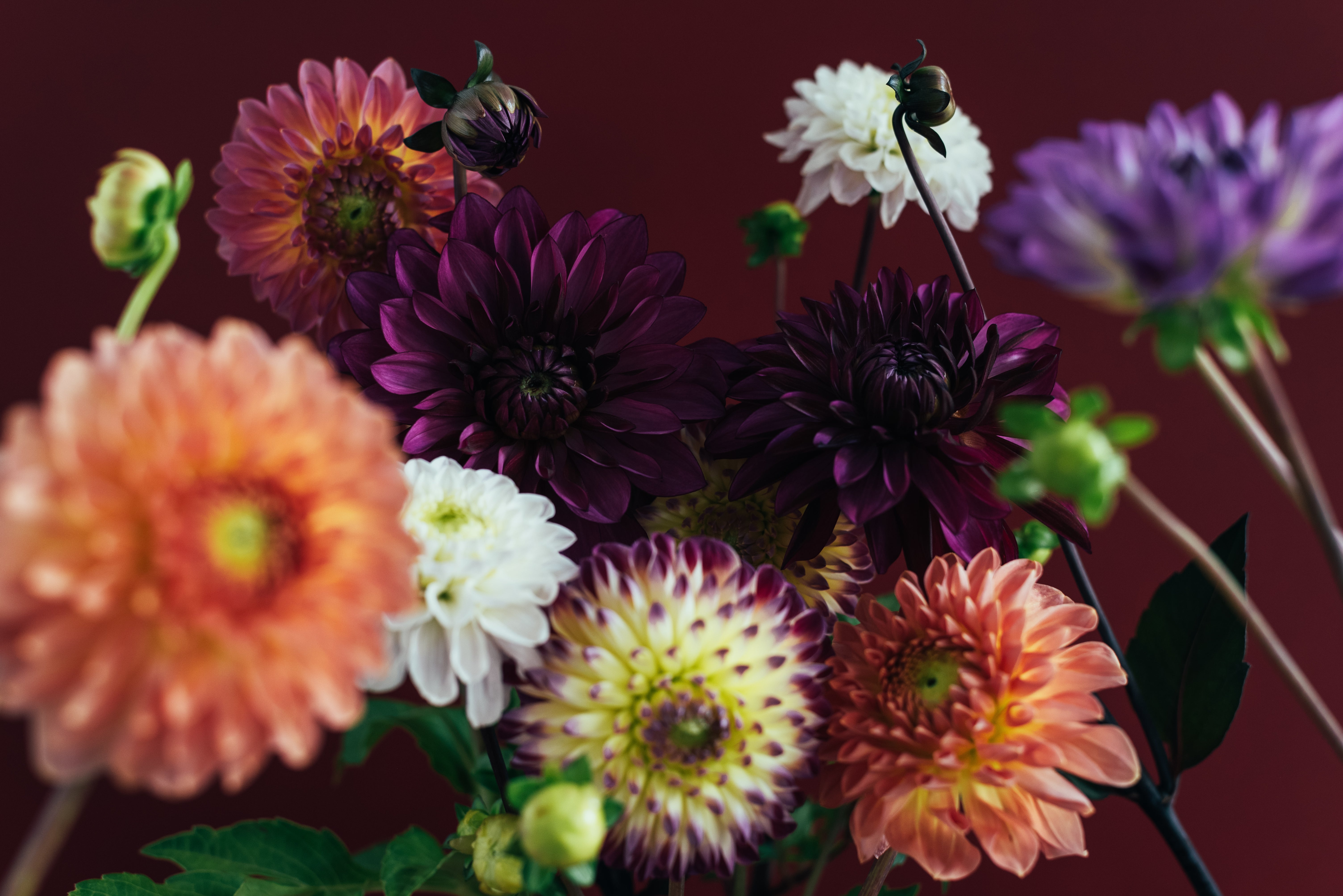 20 Diverse Cut Flower Varieties