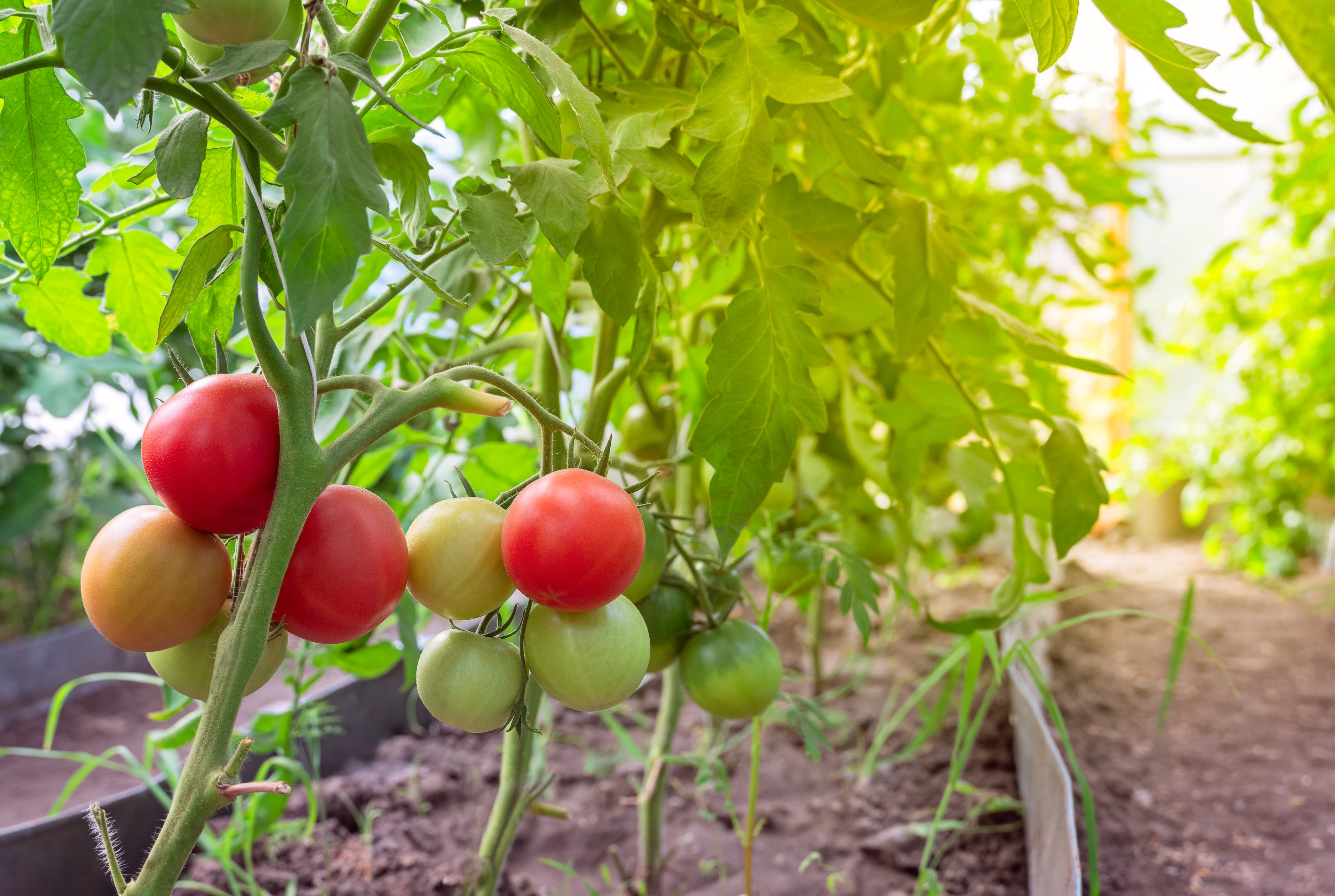 Sweet, Juicy & Culinary Tomato Types