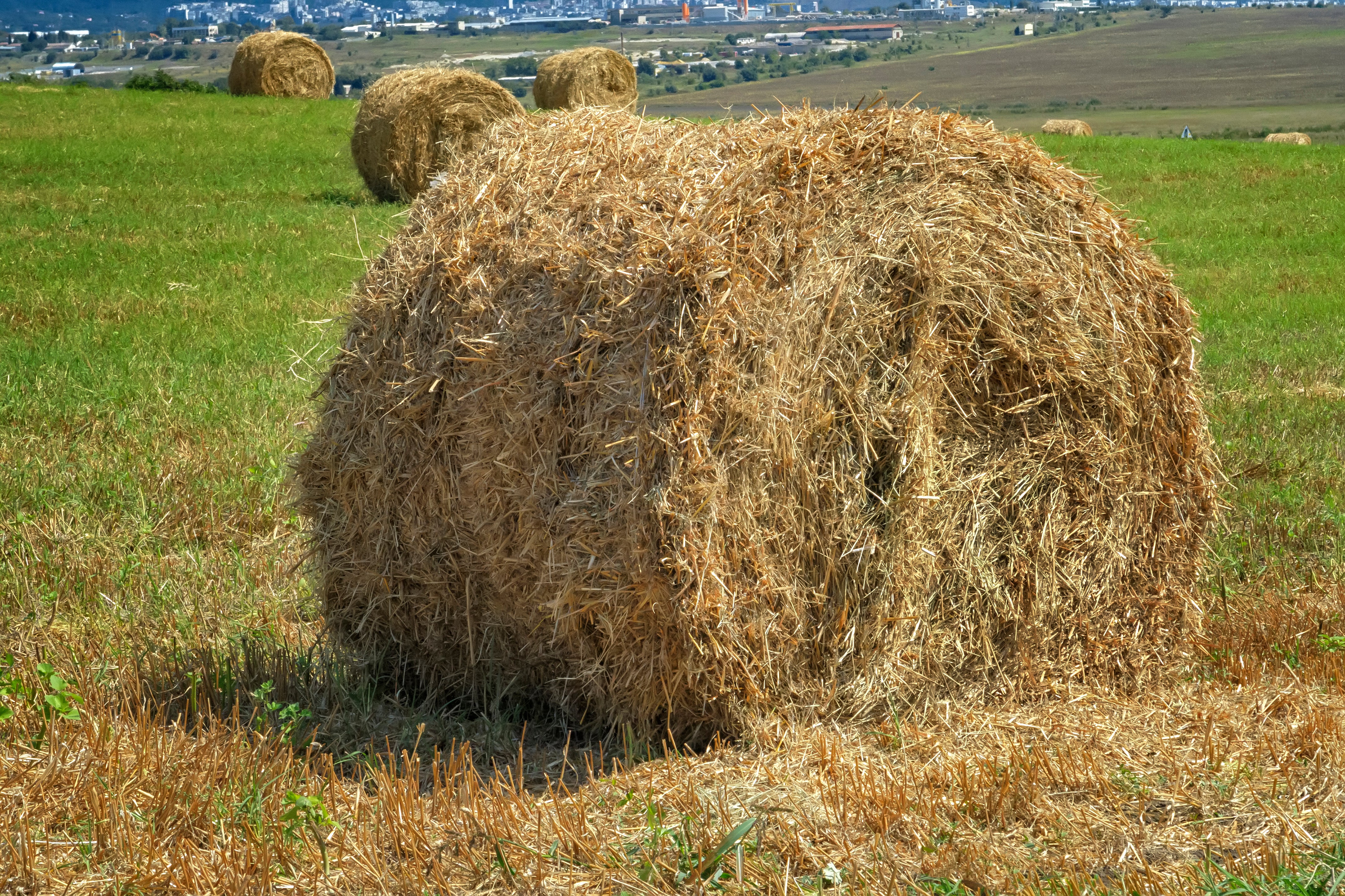 Maximum Hay Yield per Hectare