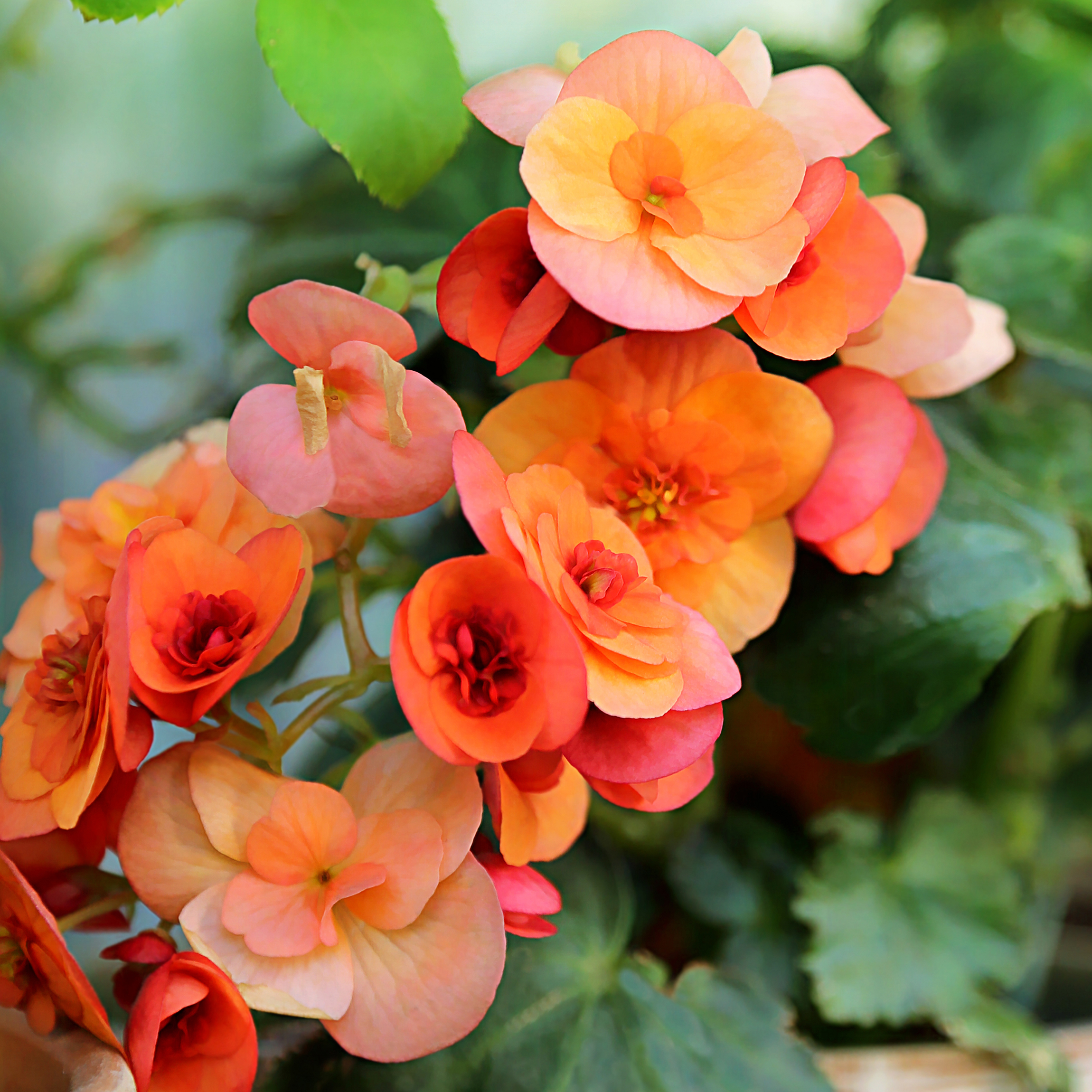 Improves Stress Tolerance in Indoor Conditions