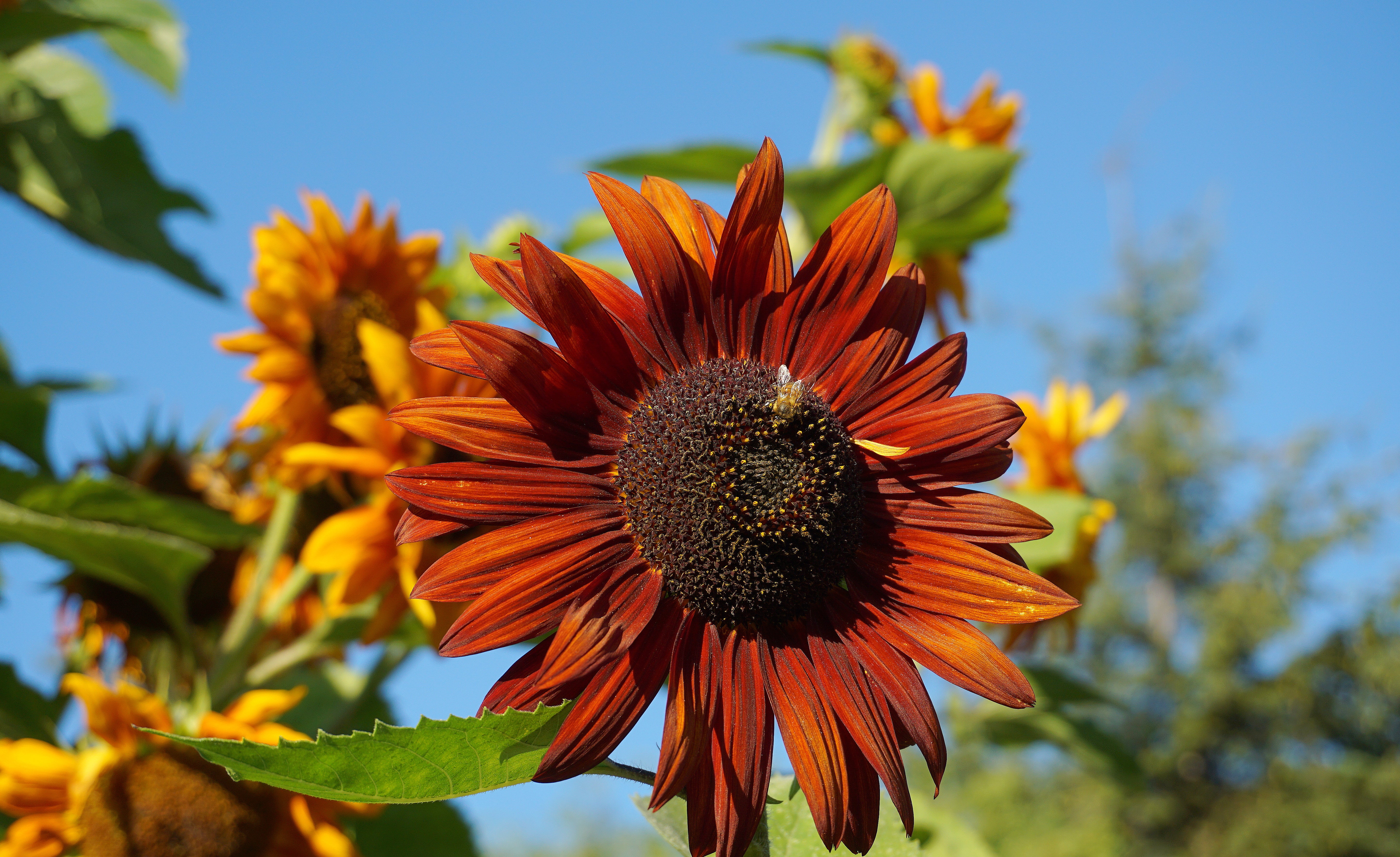 10 Unique Sunflower Varieties