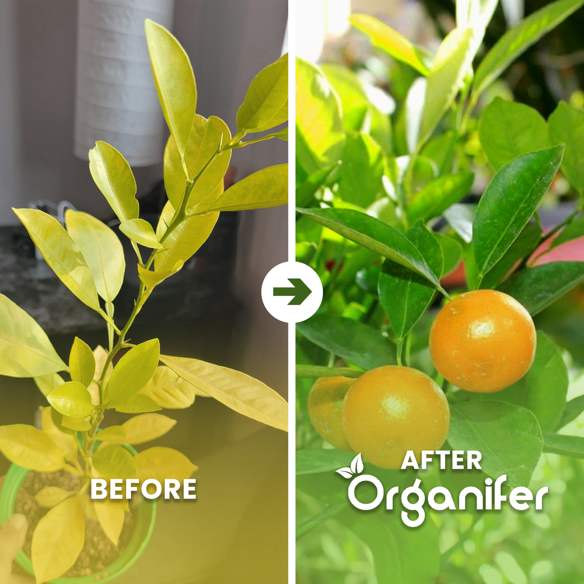 calamondin b/a