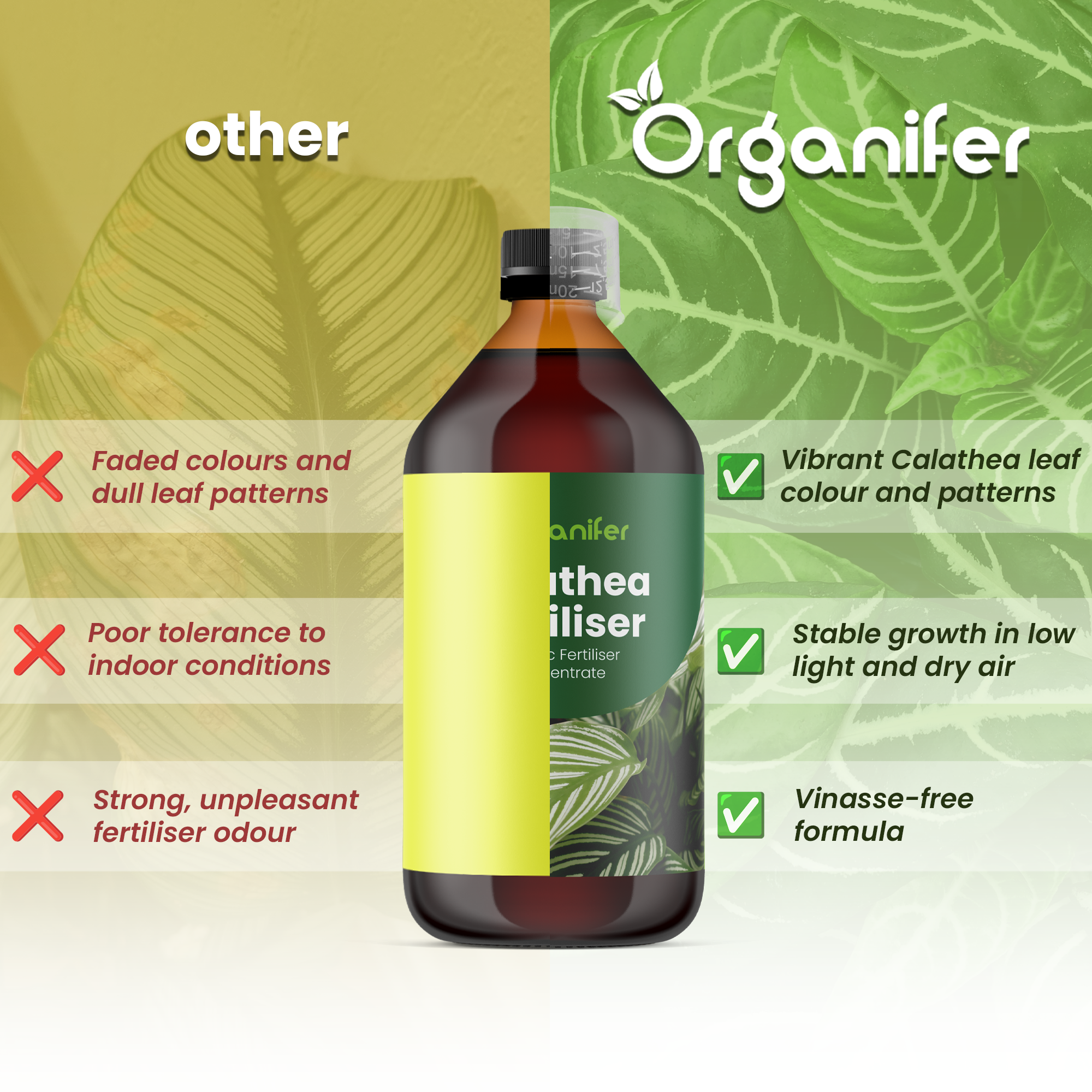 calathea comparison english