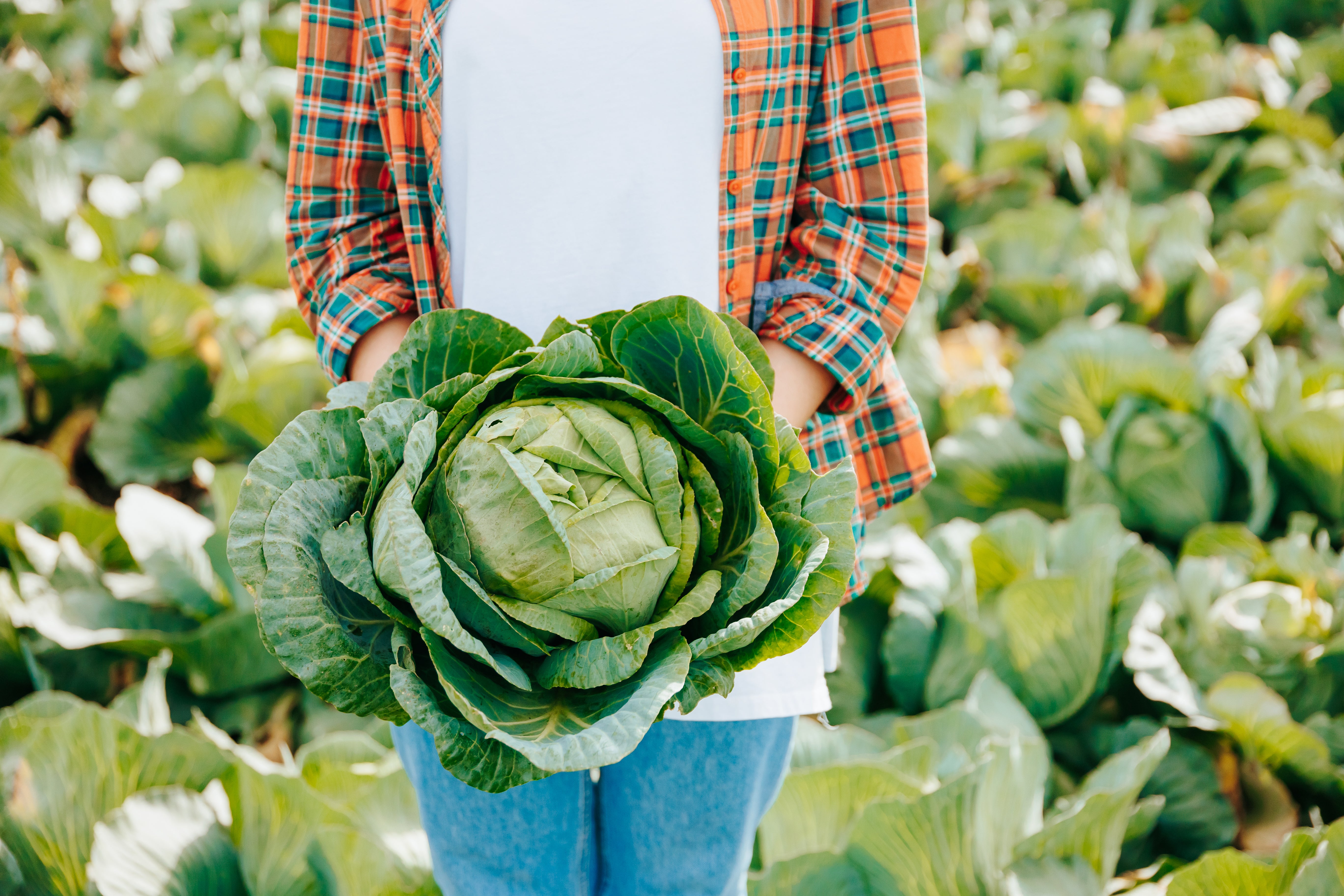 Extra High Nitrogen Content (10.5%)