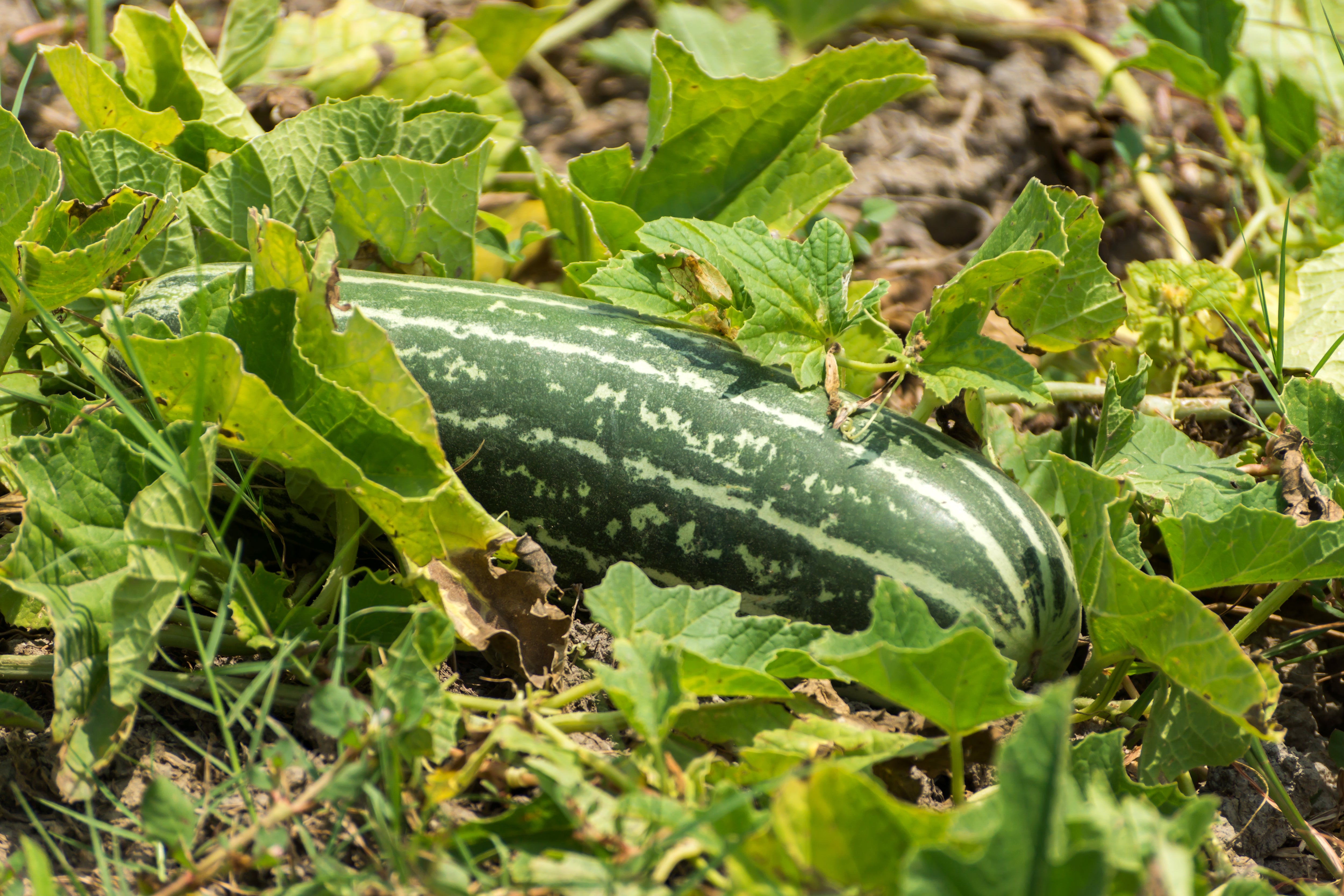 Sweet Harvest Throughout the Season