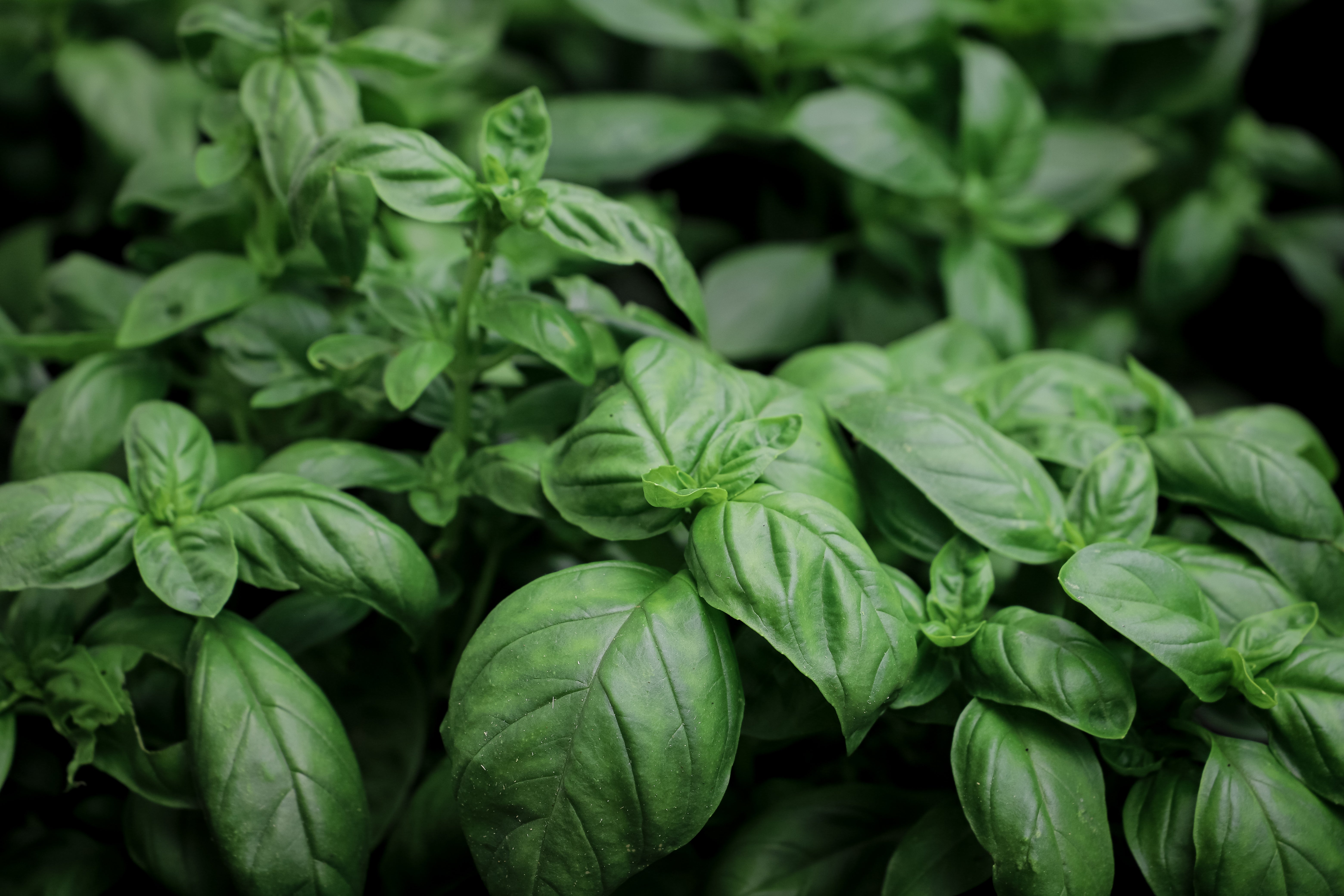 Vigorous Basil Growth and Aromatic Leaf Development