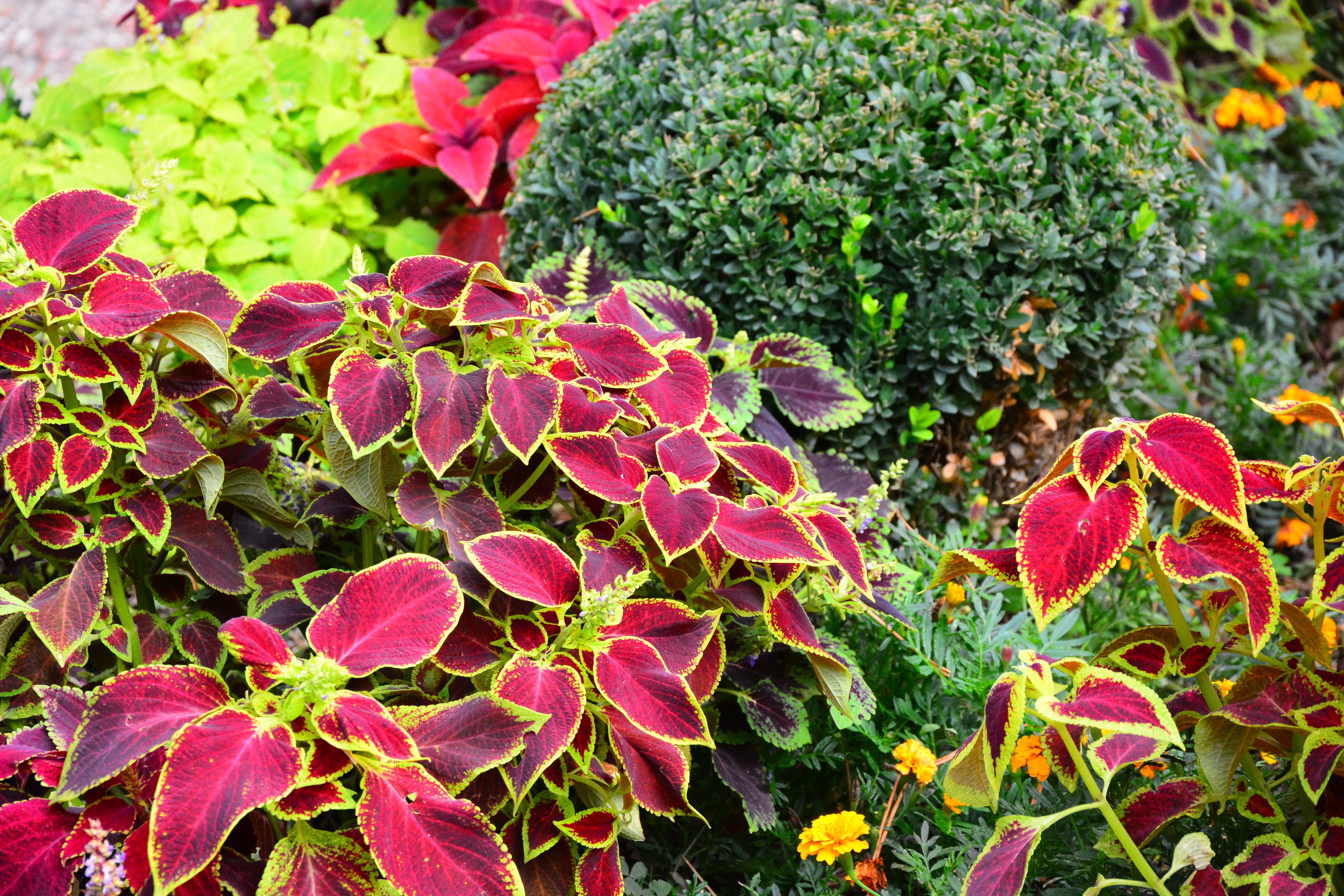 Rich Natural Source of Silicon & Trace Elements