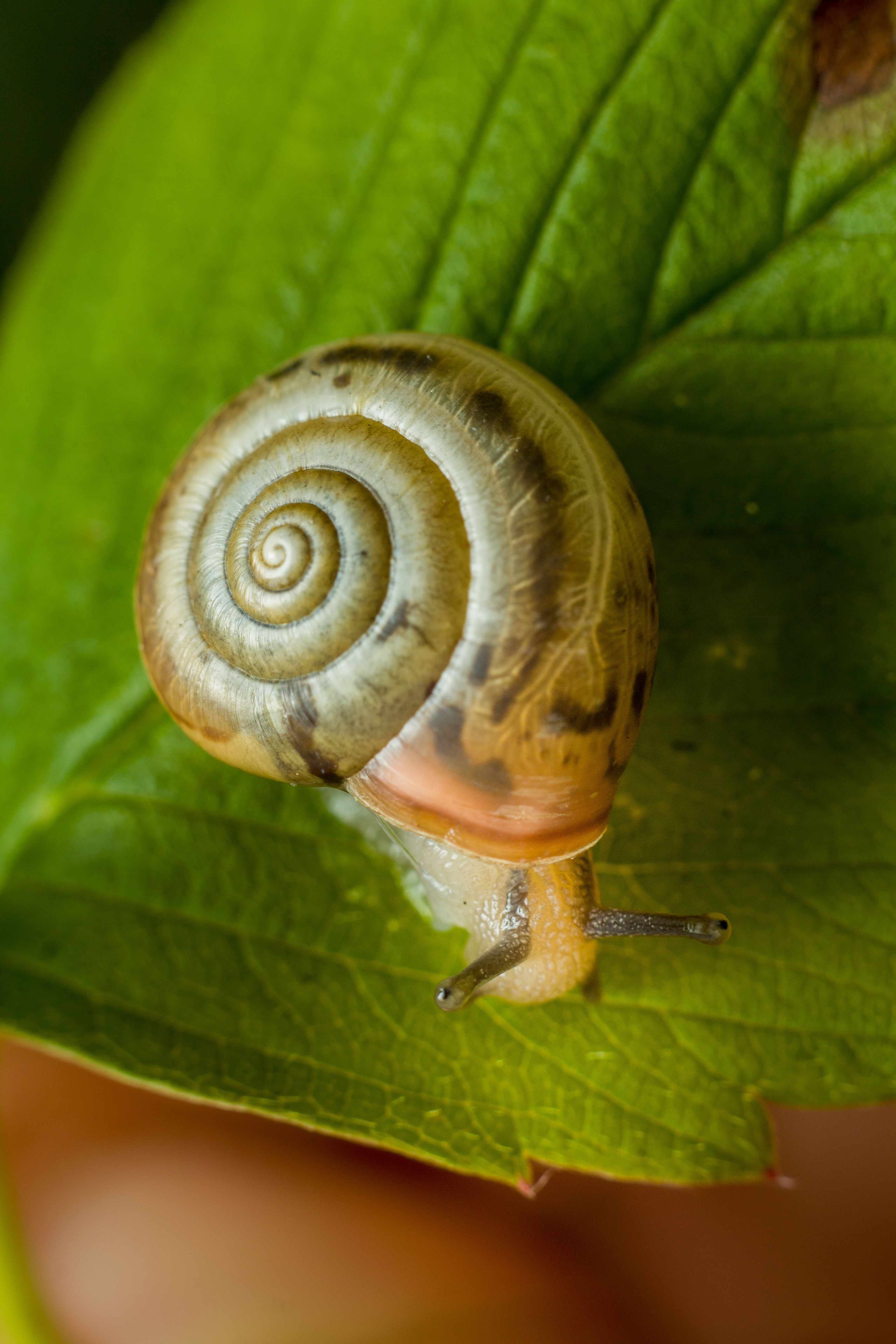 Supports Plants Under Grazing Pressure