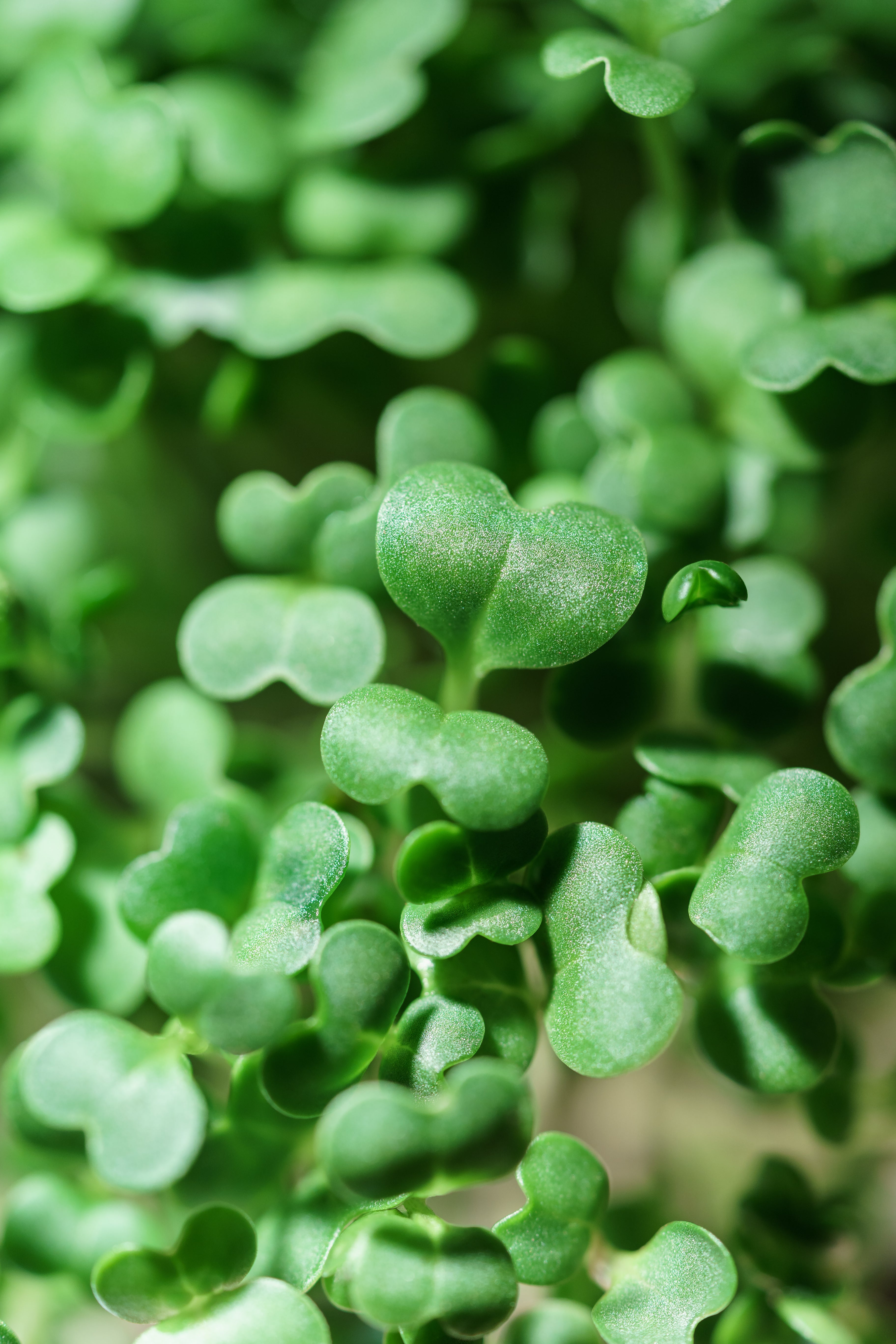 Year-Round Indoor Cultivation