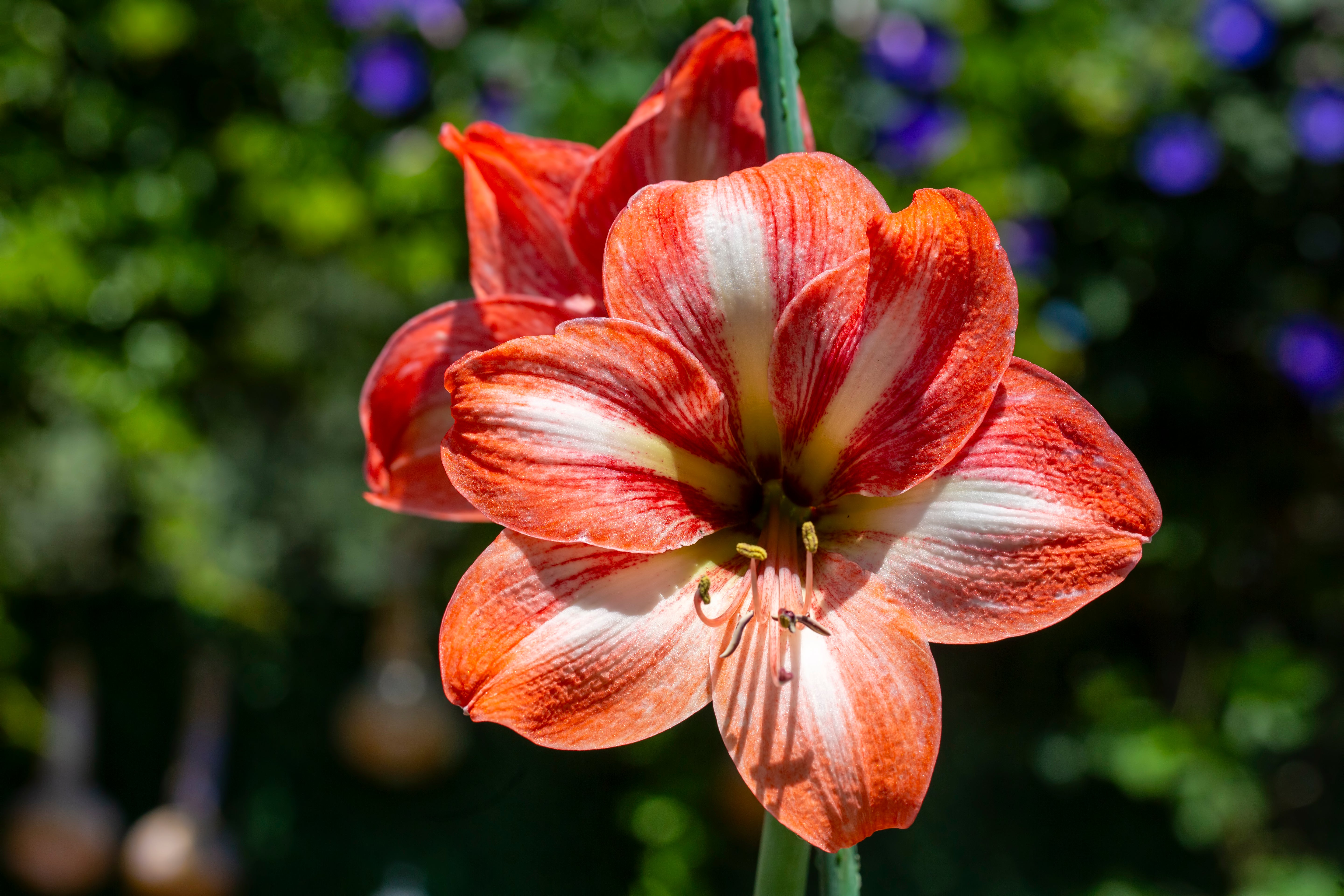 Strong Bulb Development for Reliable Flowering