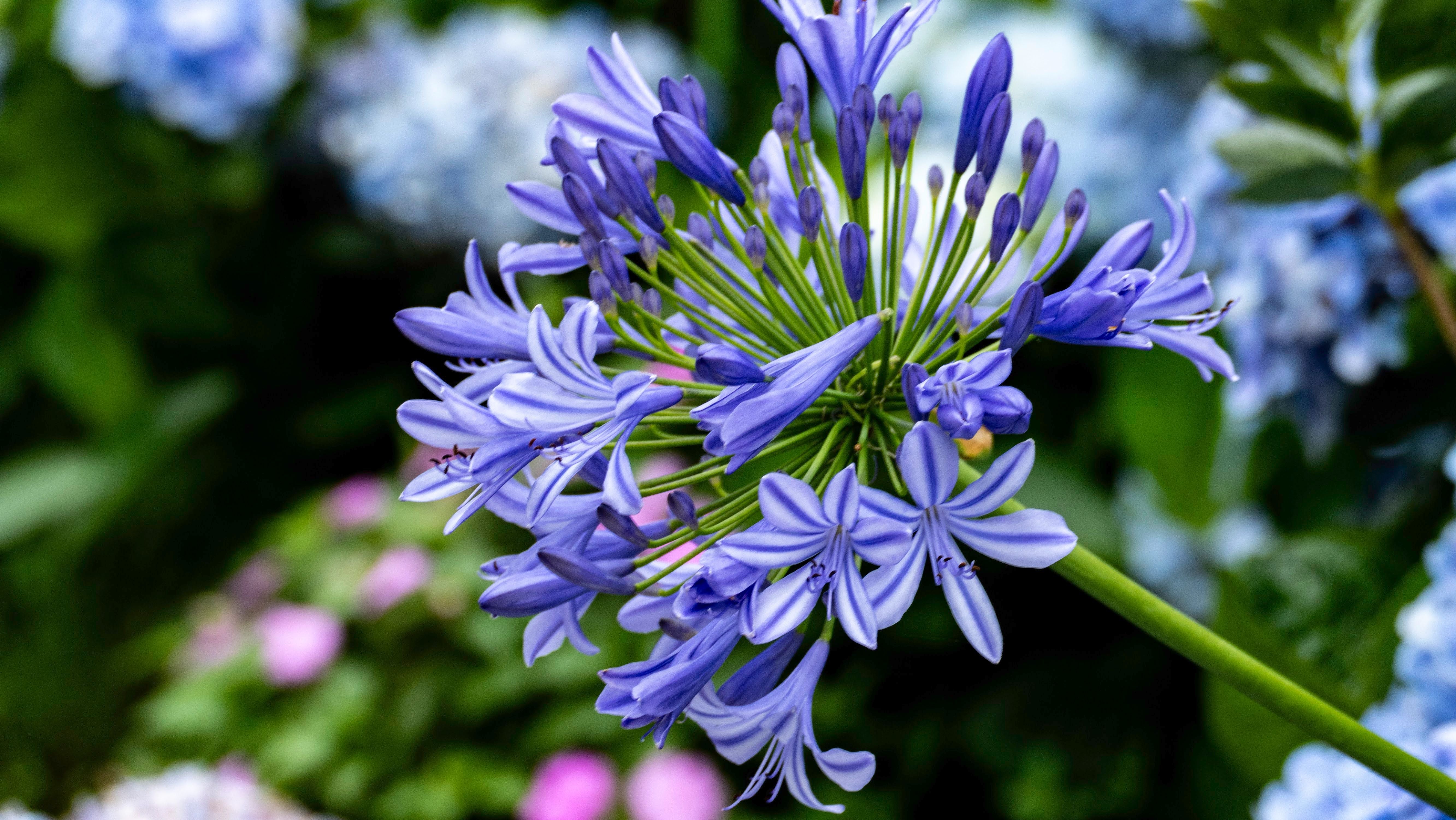 Strong Flower Stems and Vigorous Root Development