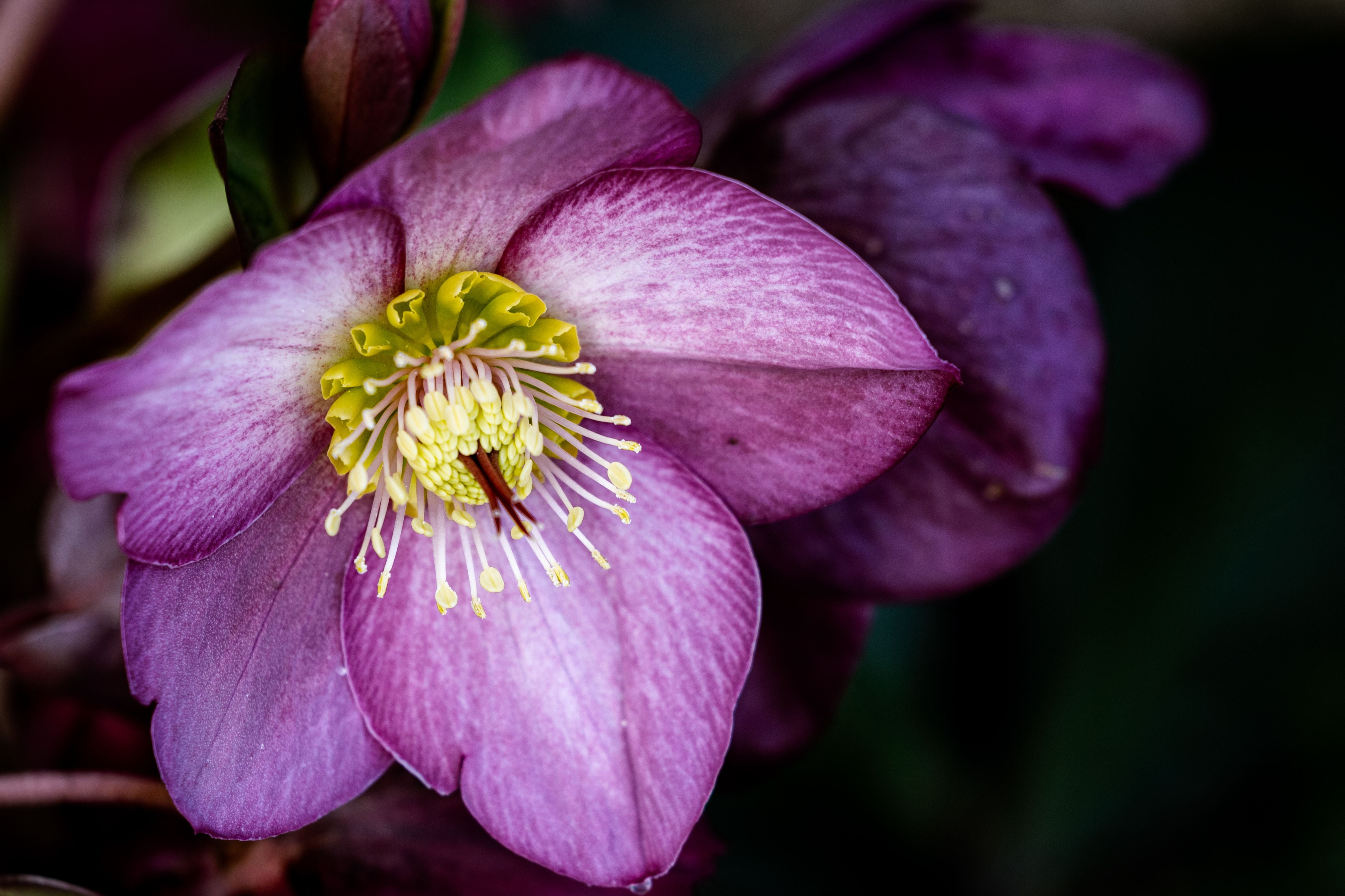 Strong Early-Season Flowering Performance