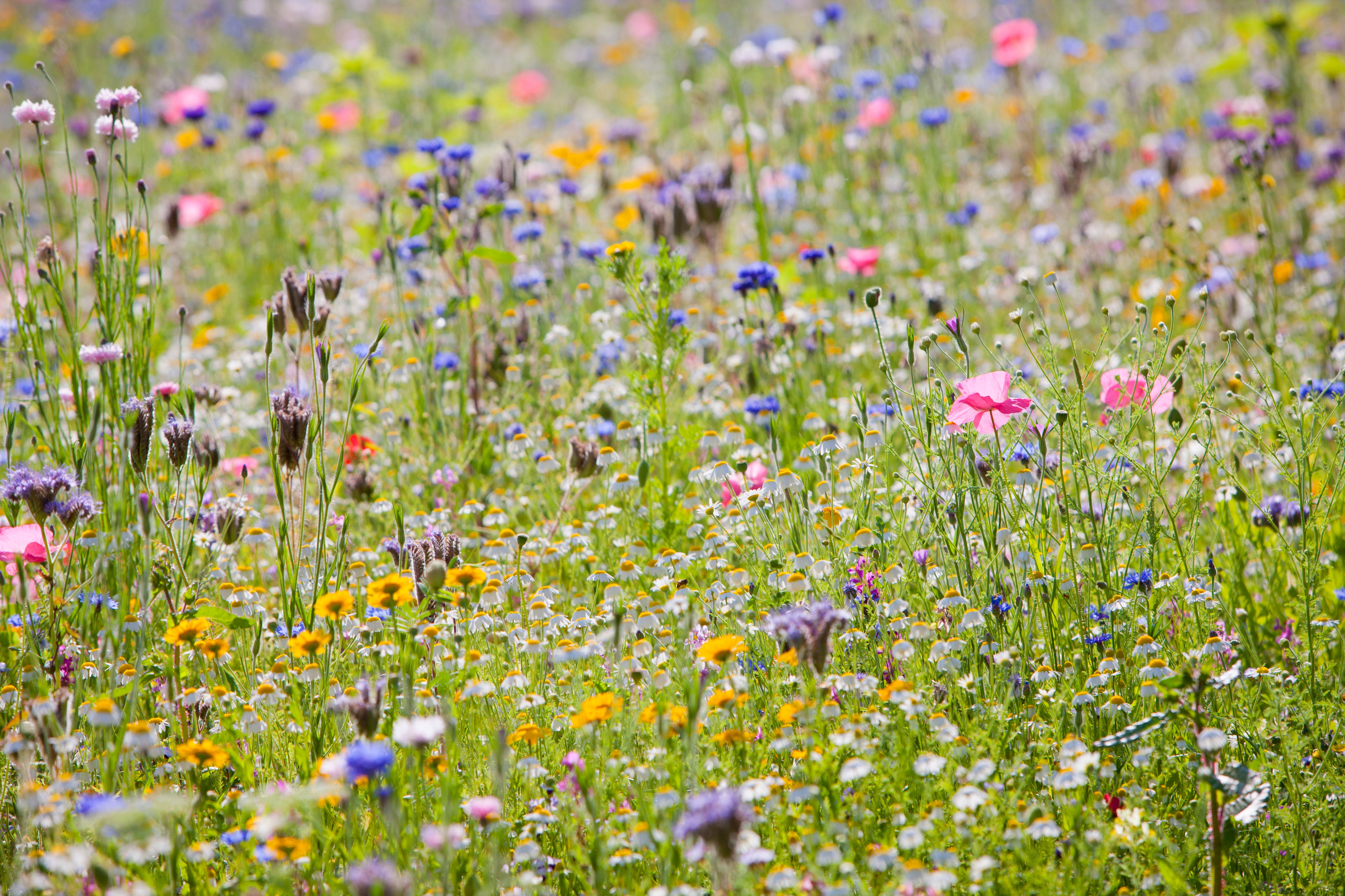 Boosts Organic Matter & Fertility