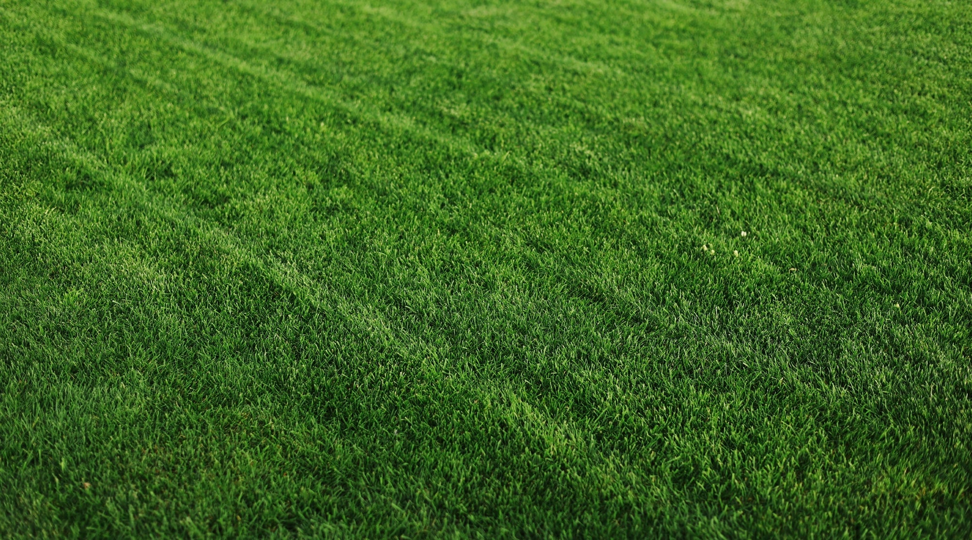 Promotes Dense, Uniform Lawn Growth