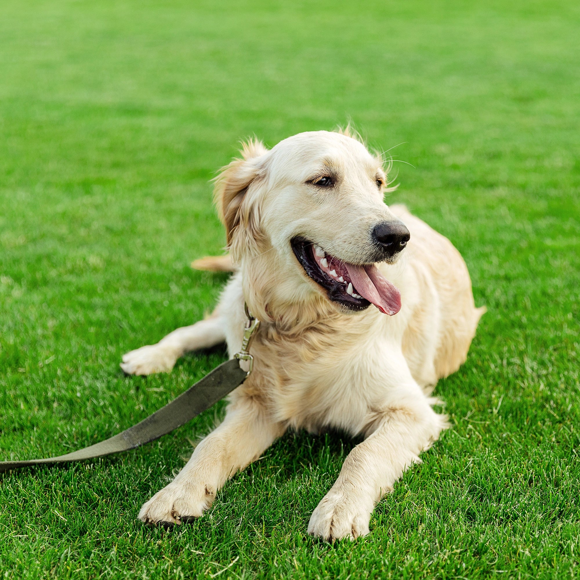 Bekvapė ir mažai dulkių kelianti formulė