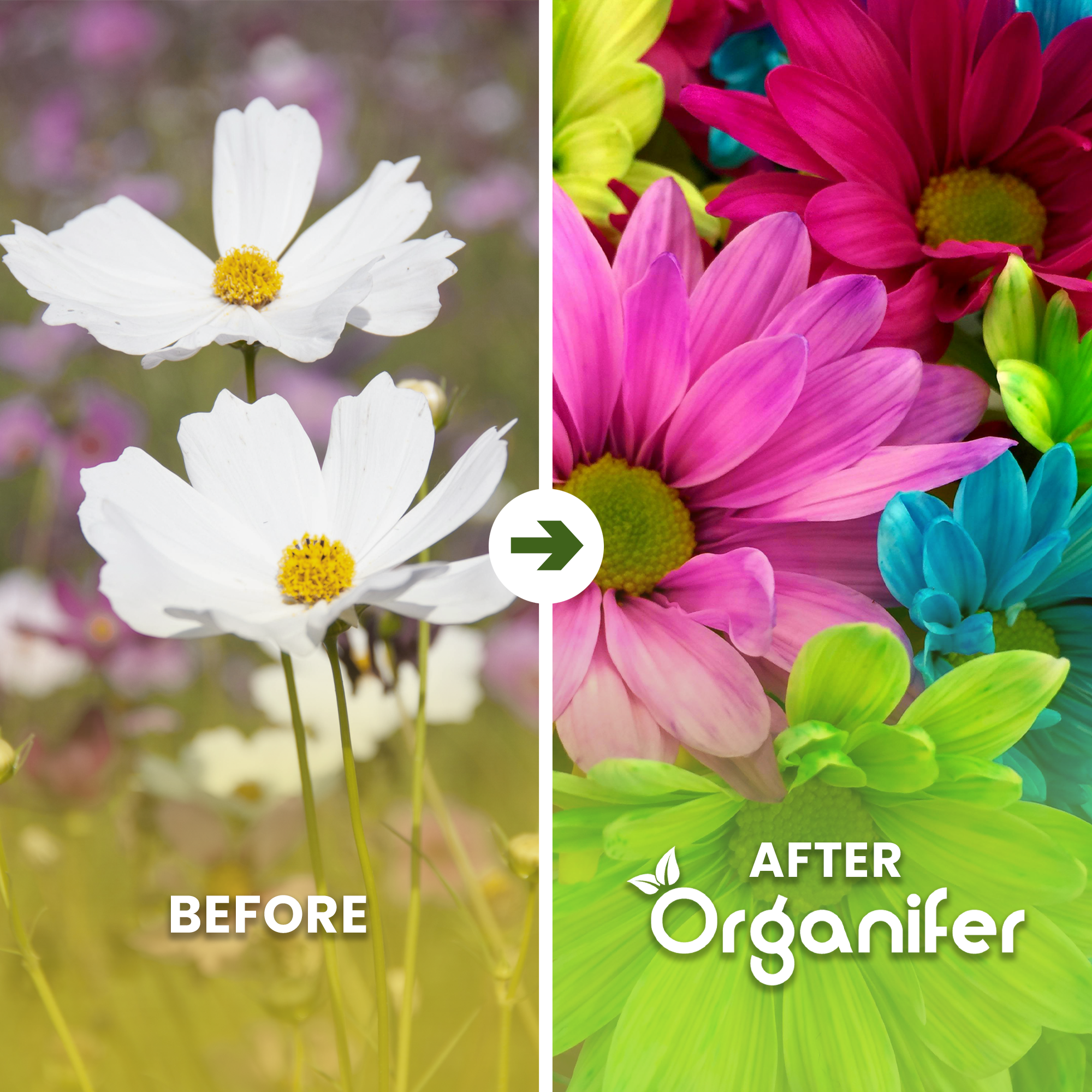 Cutting Flower Mix Before - after