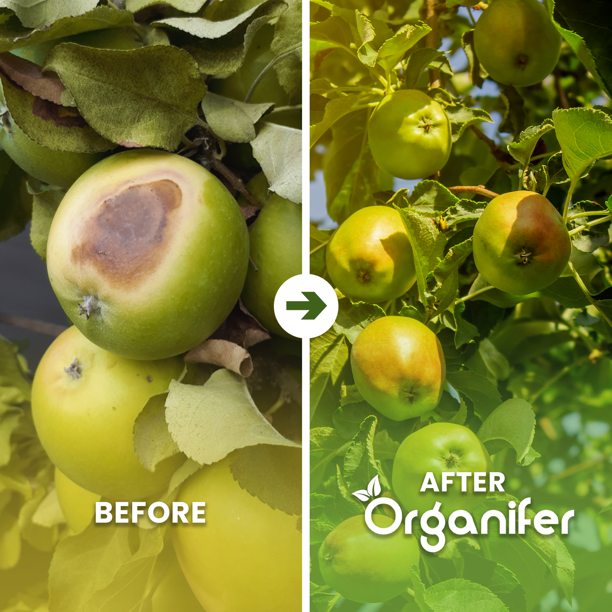 Lava Grit from Eifel Primordial Rock Before - after