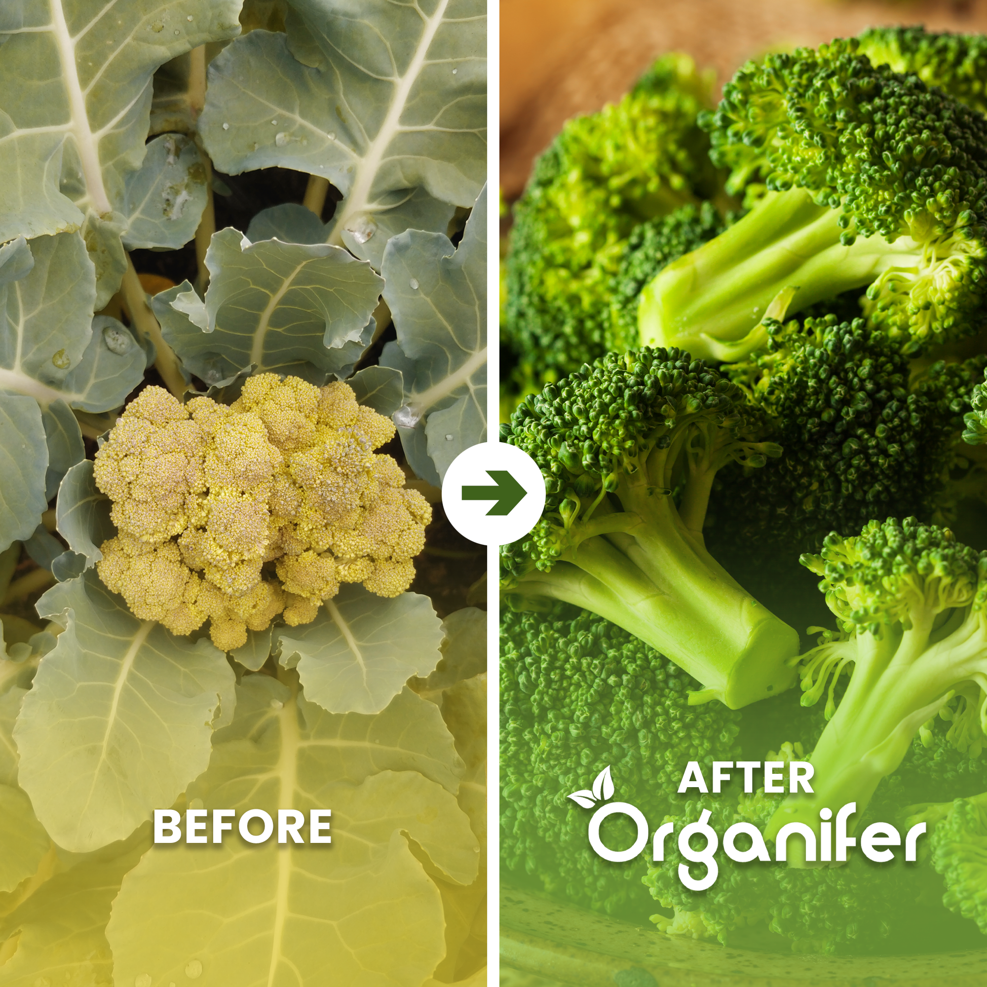 Vegetable Seed Packet – 25 Before - after