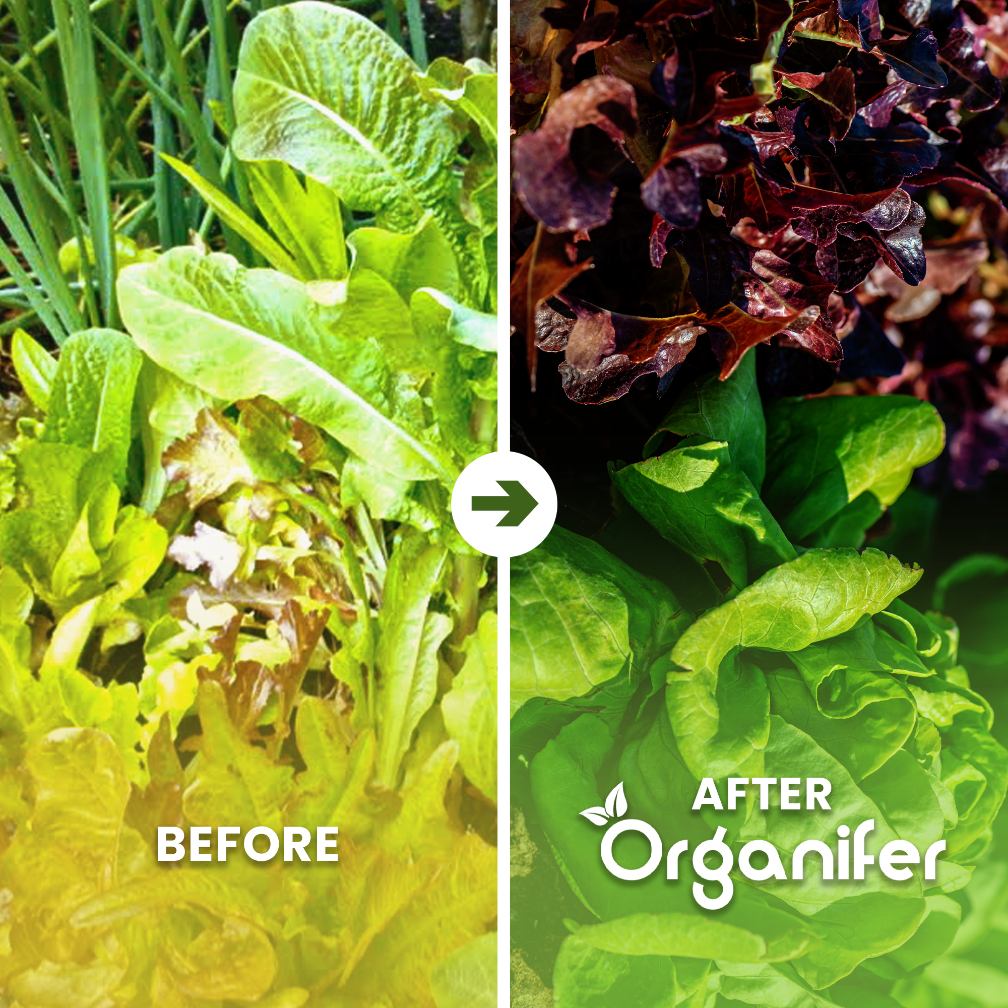 Salad Seed Packet - after