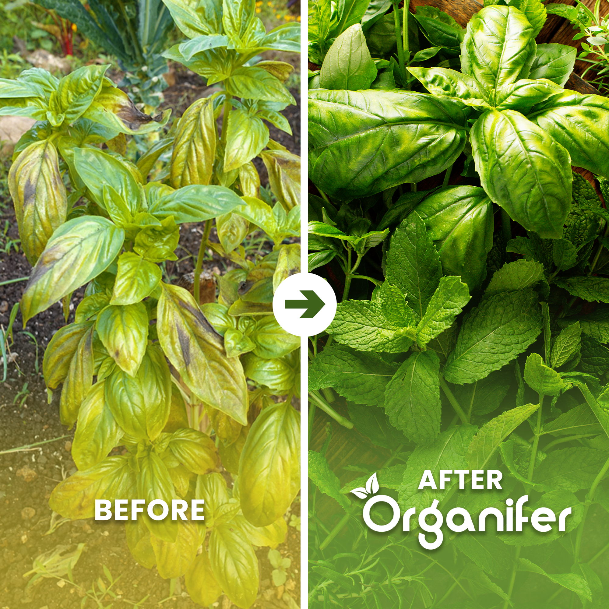 Herb Seed Collection – 22 – Before - after