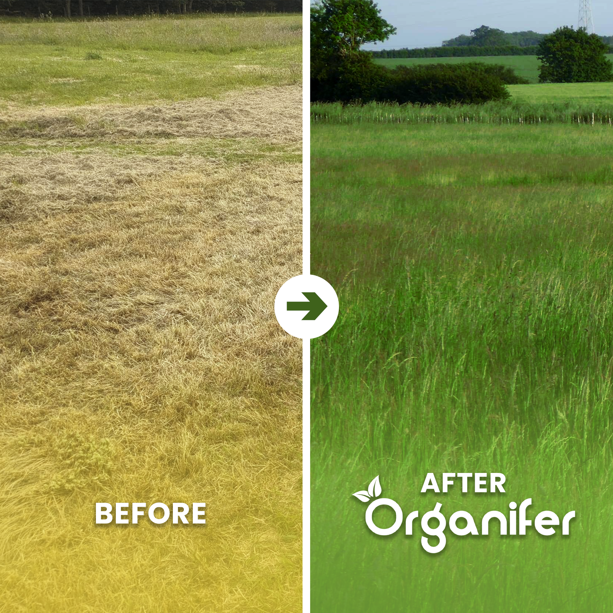 Pasture Grass Seed Meadow Before - after