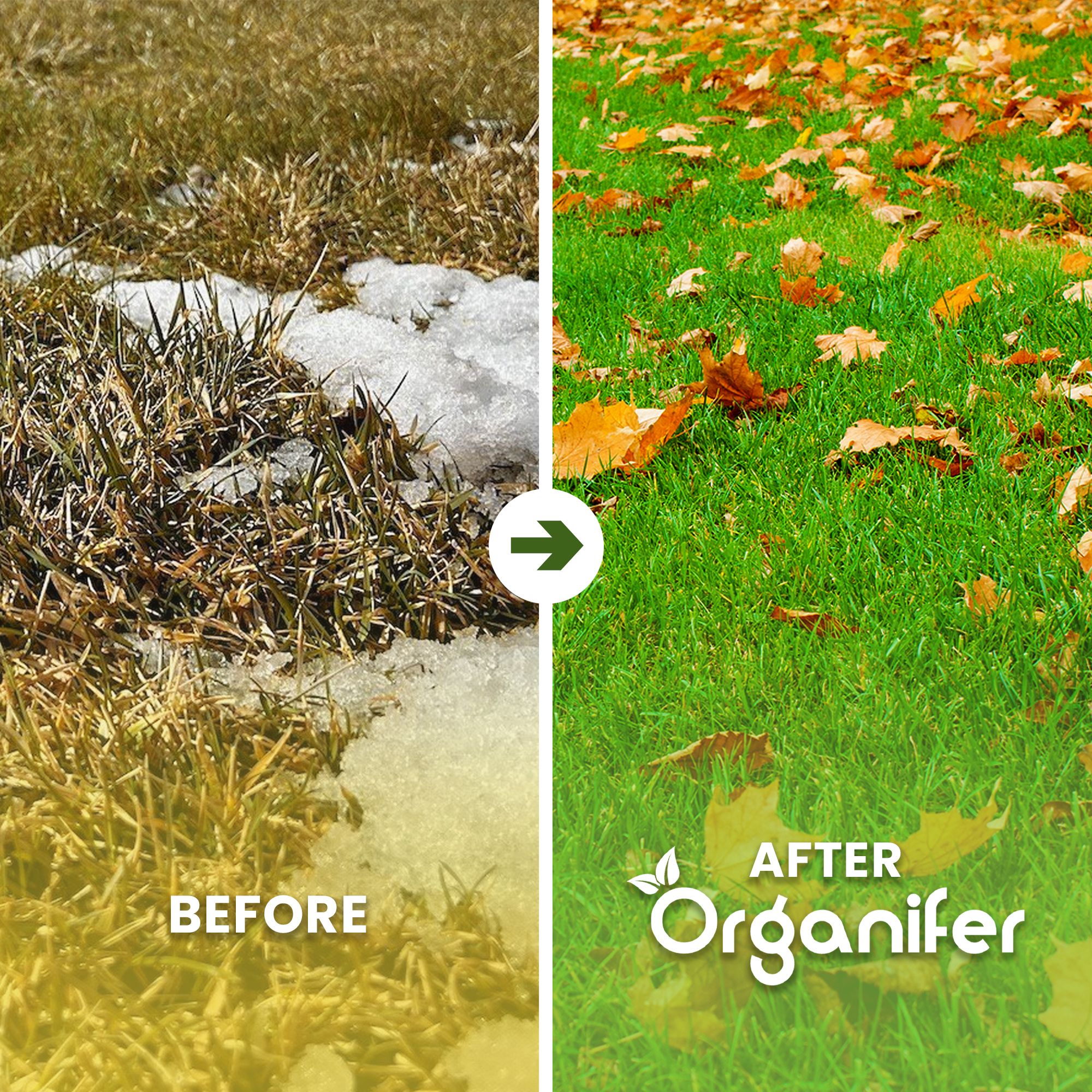 Autumn Fertiliser All-In-One Before - after