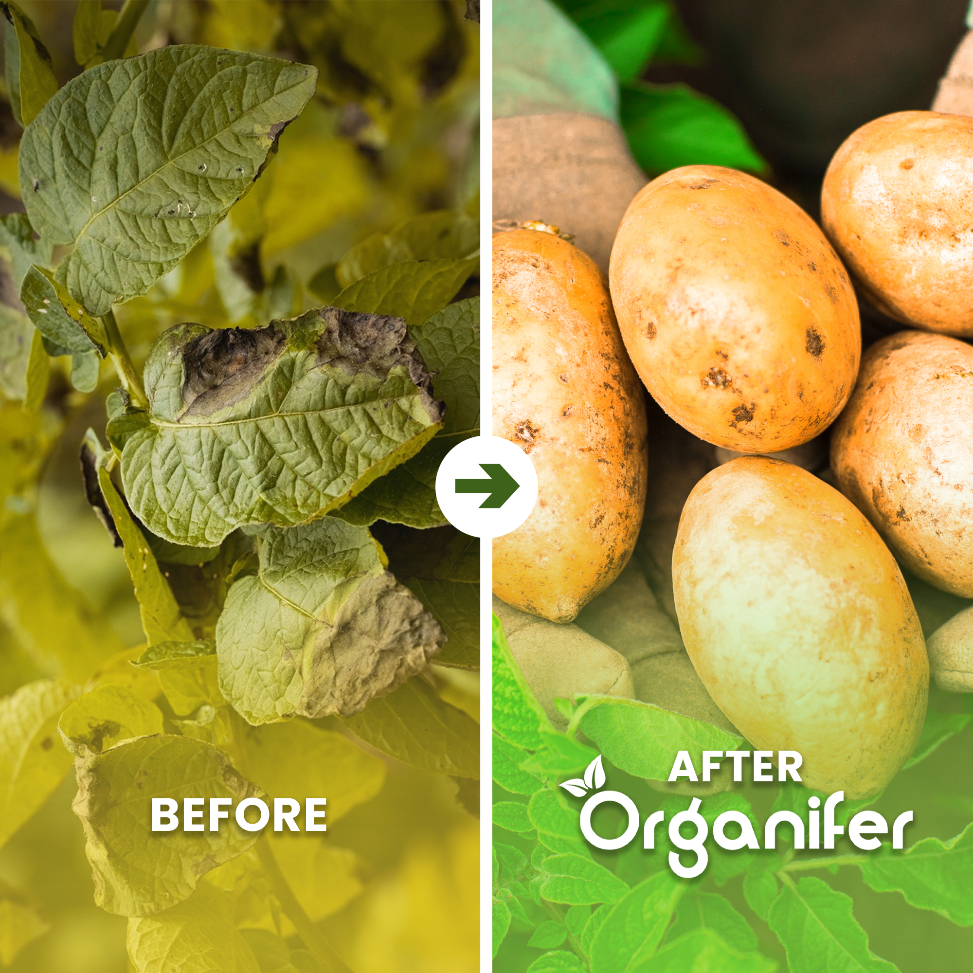 Phytophthora Concentrate Before - after