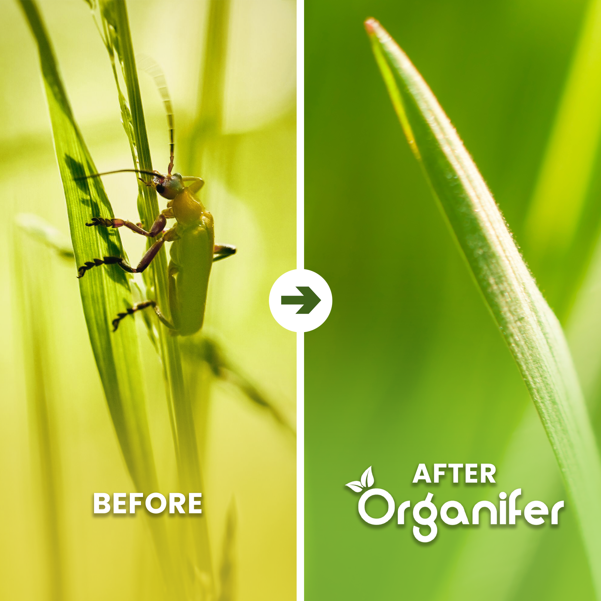 Grass Insects Concentrate Before - after