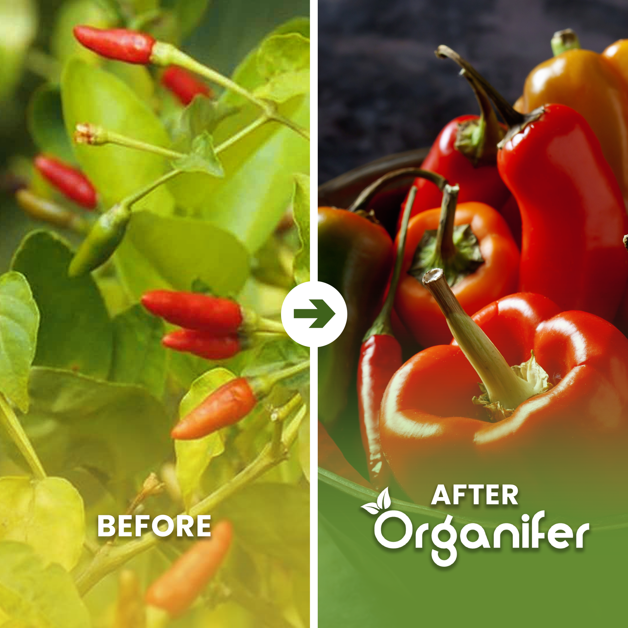 Pepper and Paprika Seed Before - after