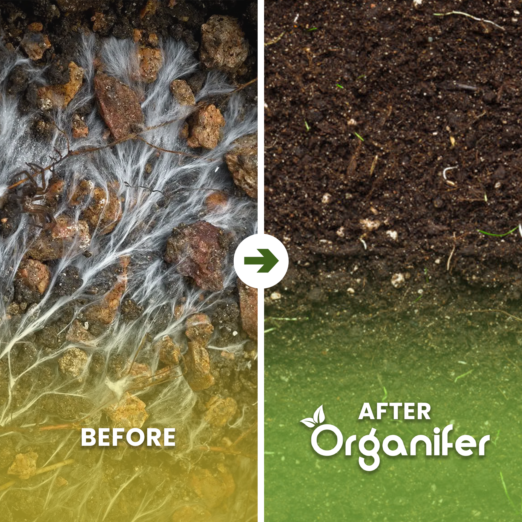 Soil Fungi Ground Fungus Concentrate Before - after